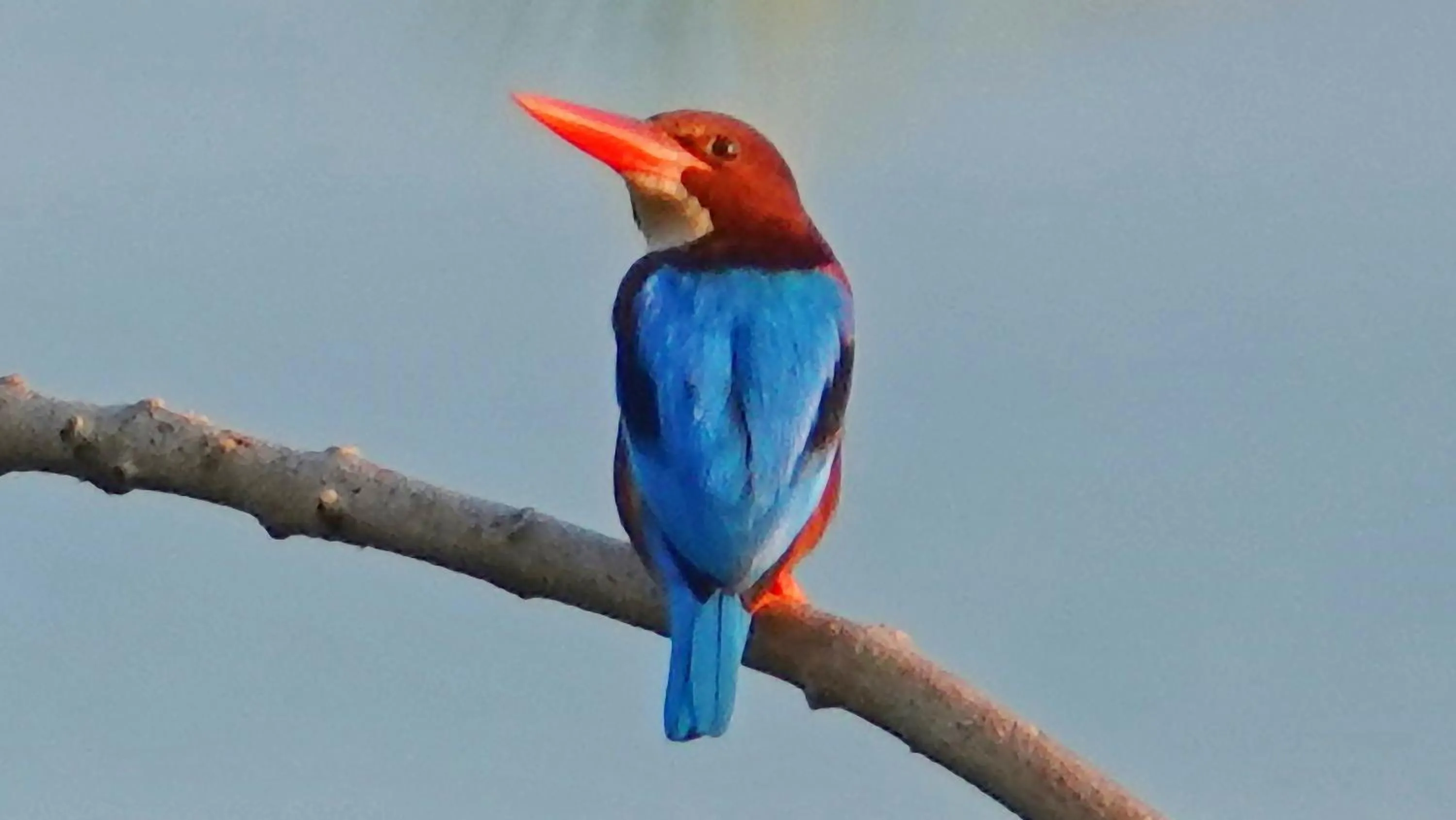 Animals in Thanya Beach Resort - SHA Plus