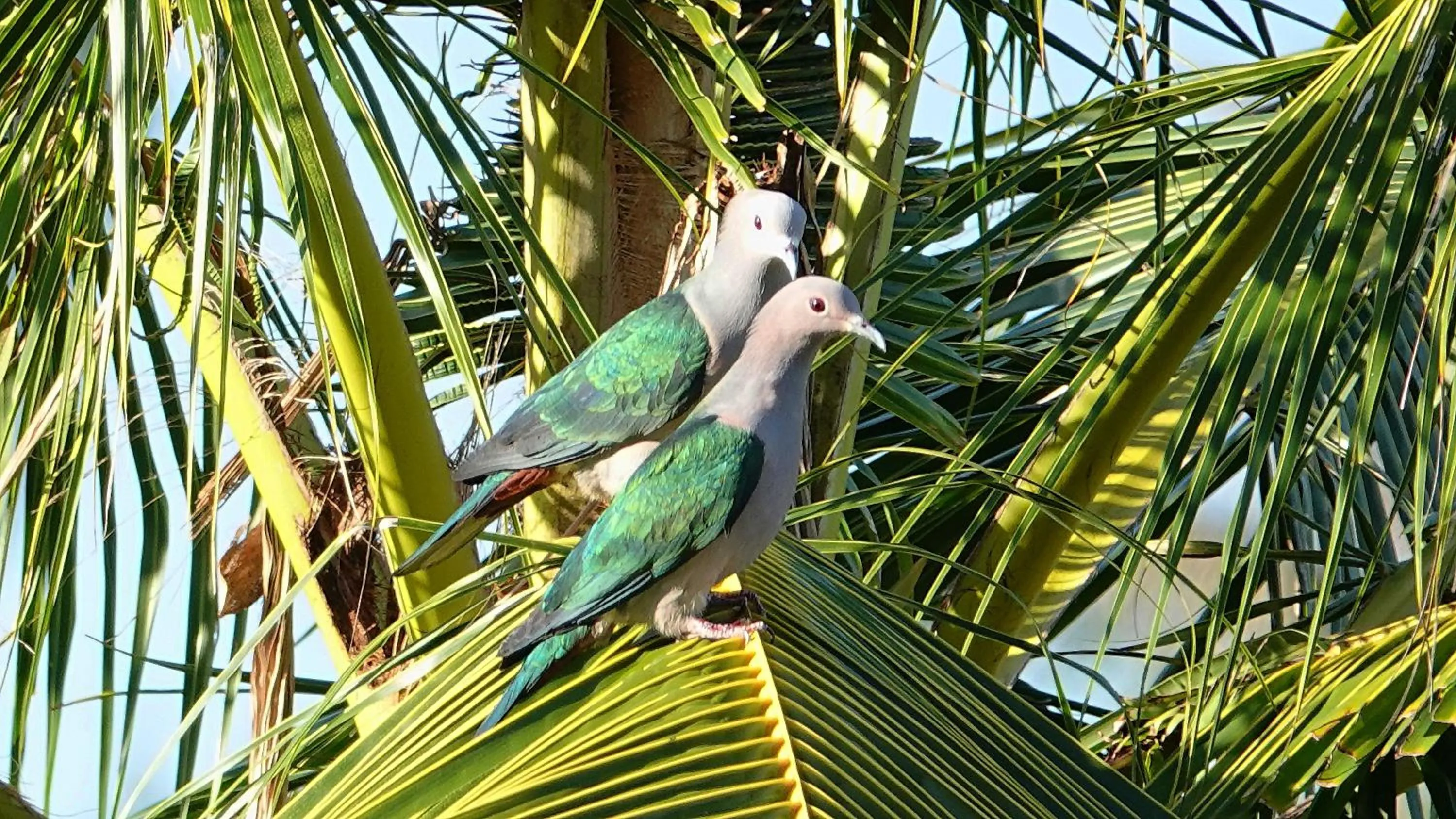 Animals in Thanya Beach Resort - SHA Plus