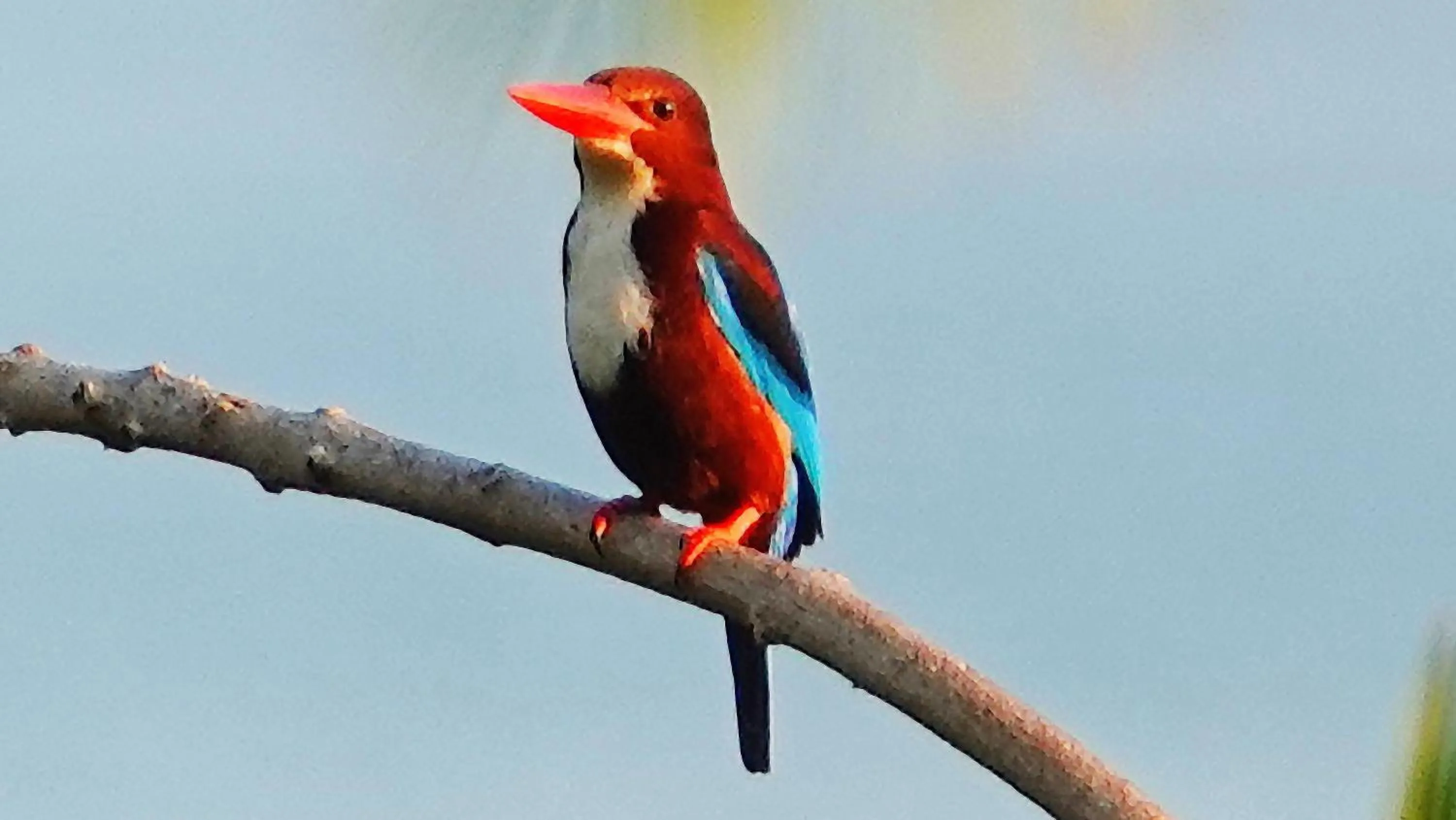 Animals in Thanya Beach Resort - SHA Plus