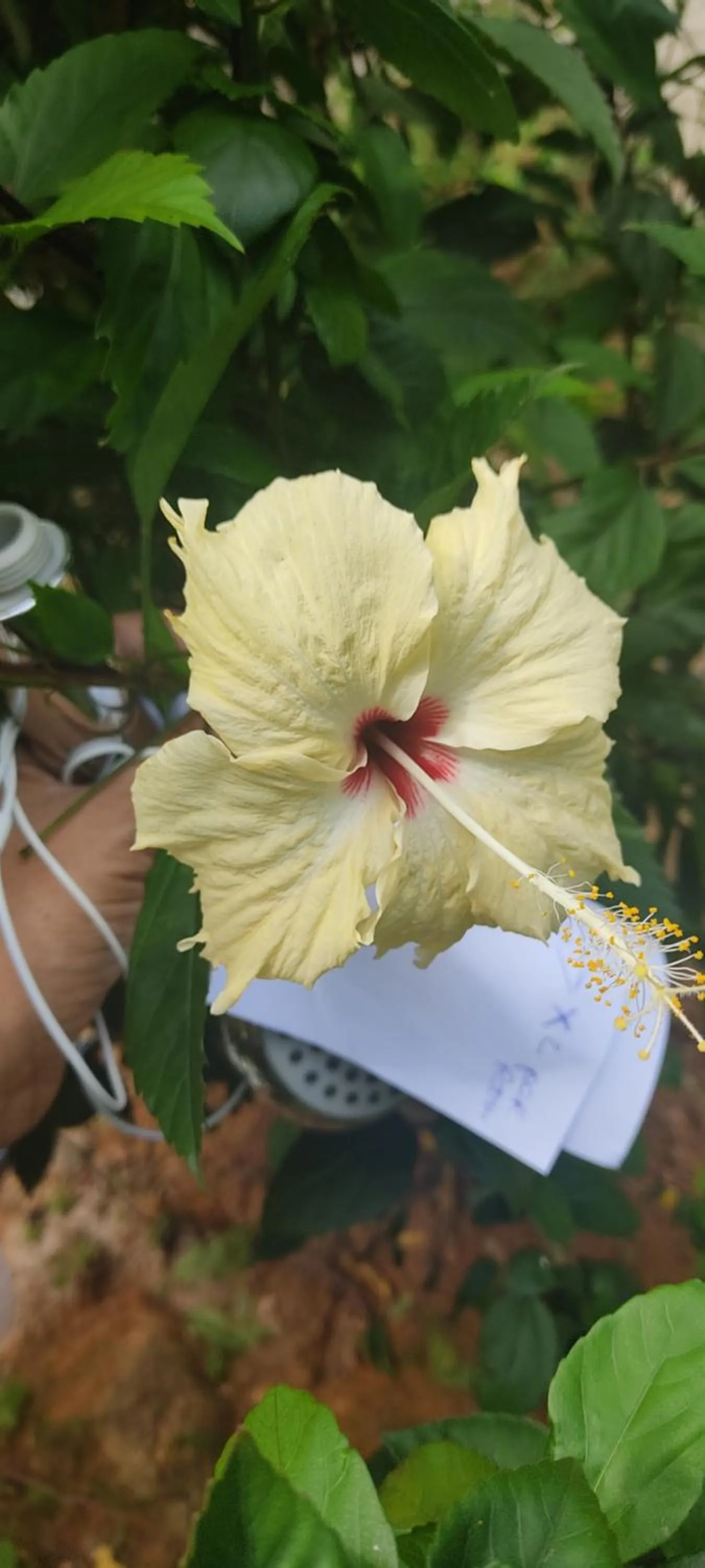 Garden in Kanasuk Self catering Apartments