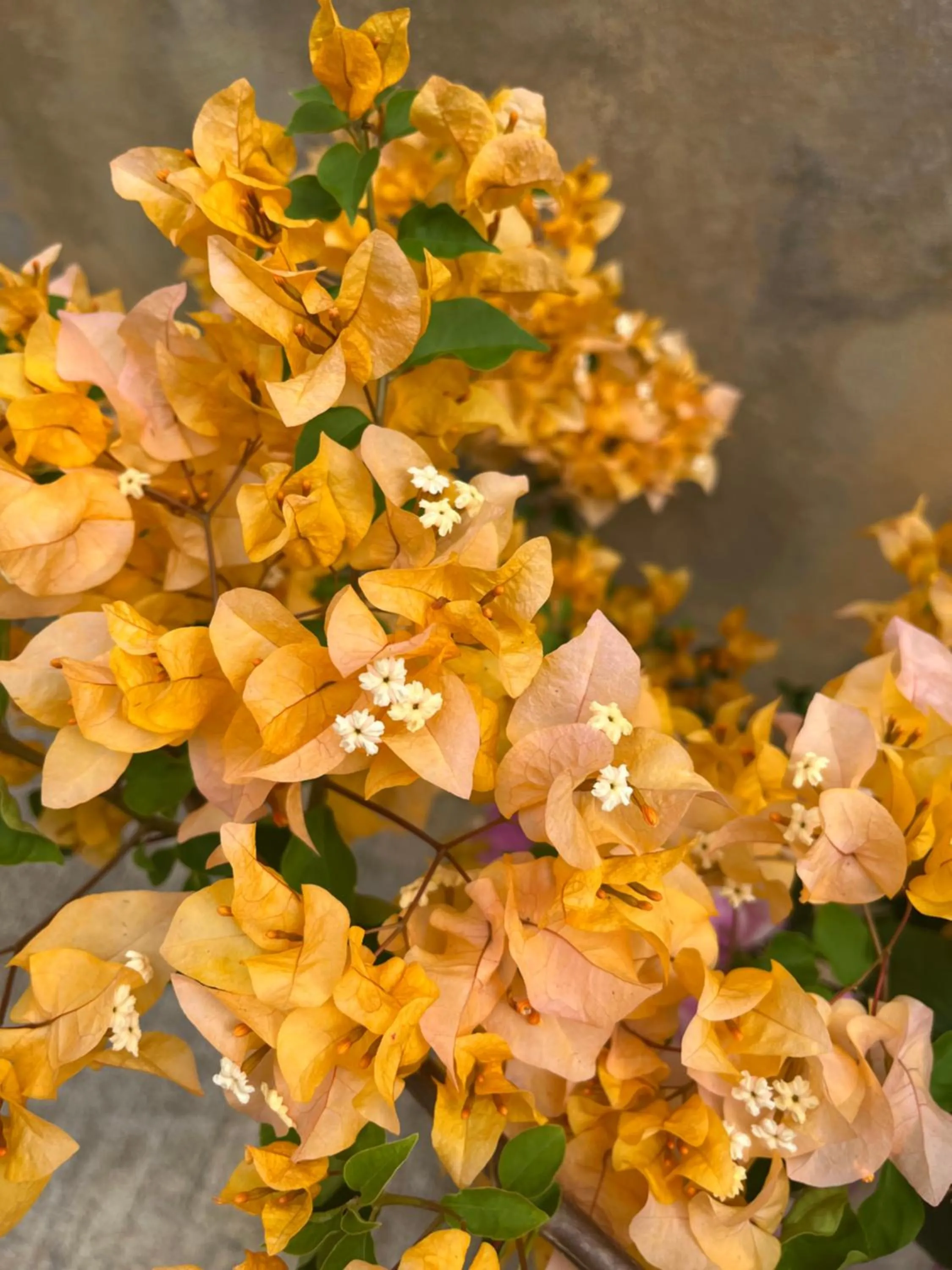 Decorative detail in Kanasuk Self catering Apartments