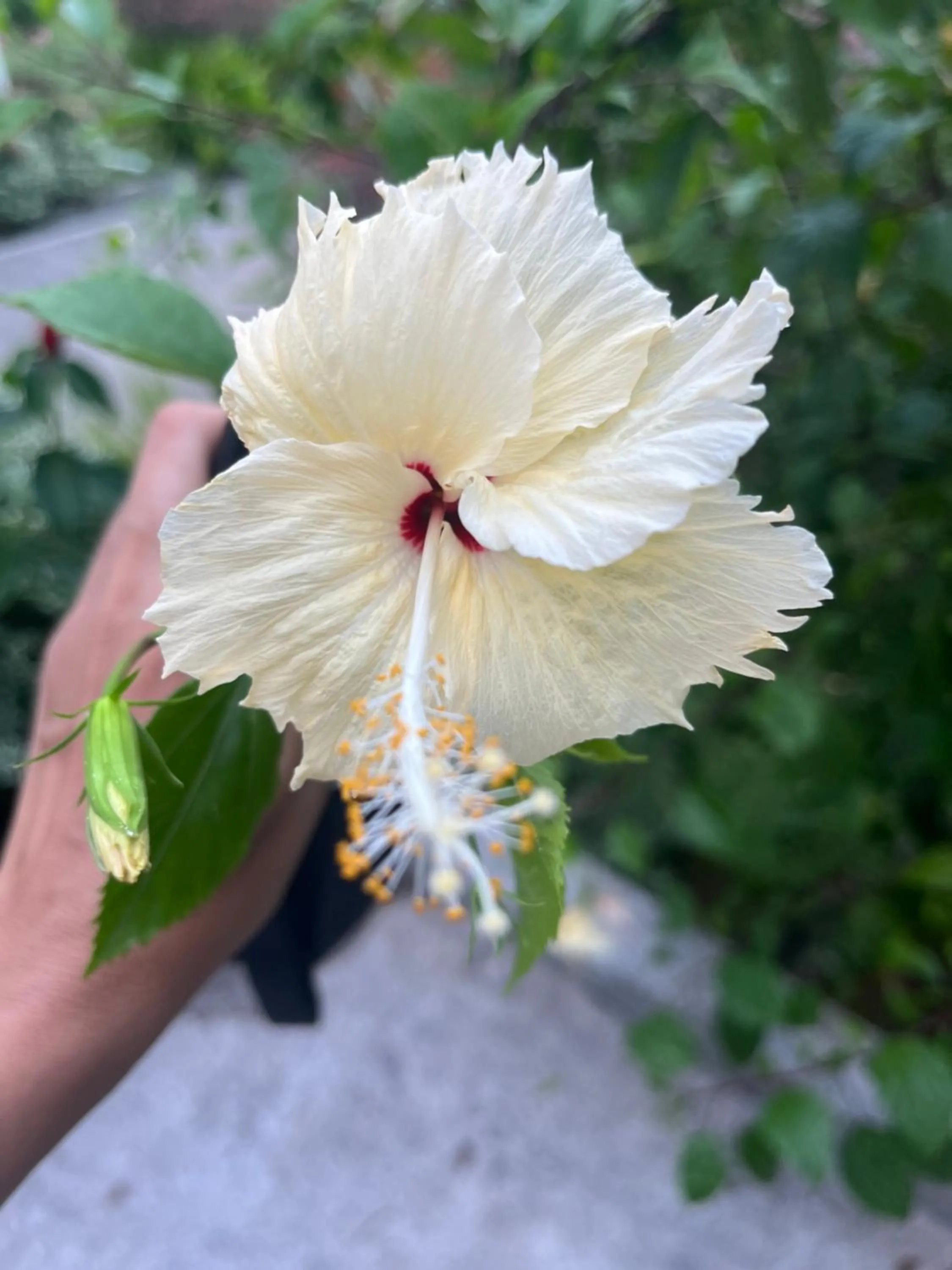 Garden in Kanasuk Self catering Apartments