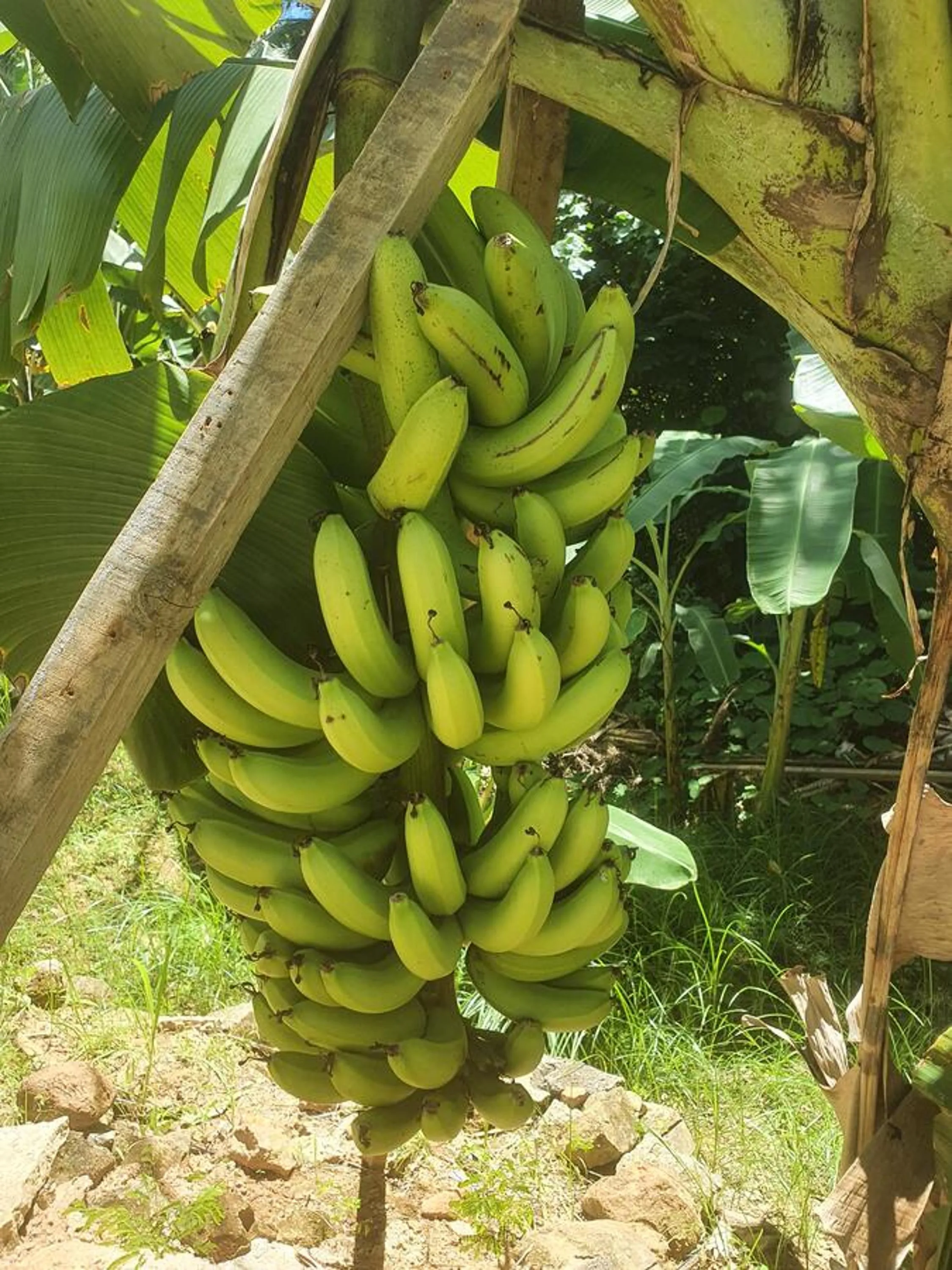 Garden in Kanasuk Self catering Apartments