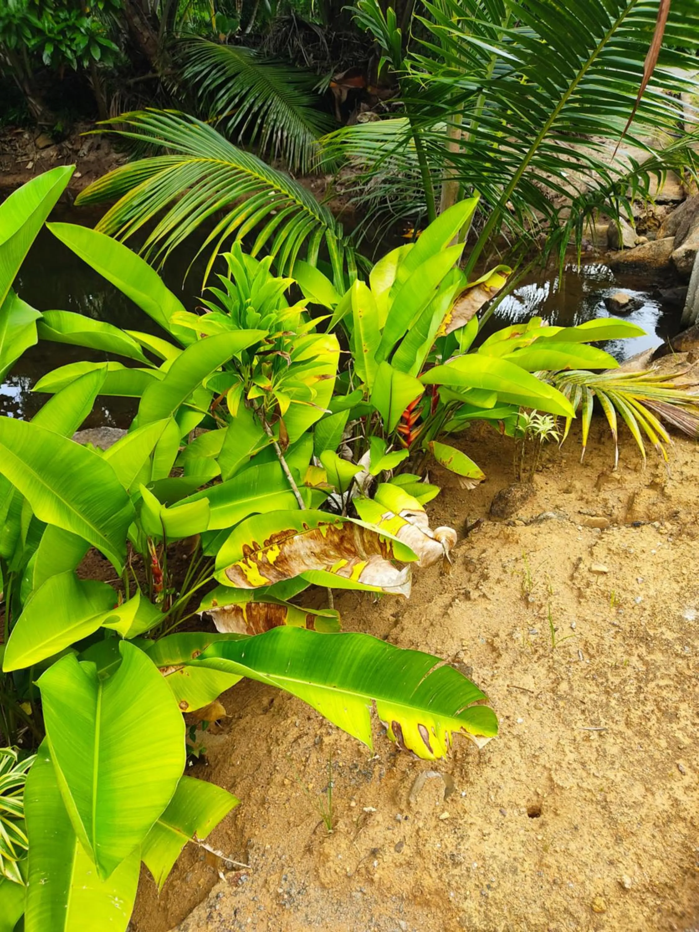 Garden in Kanasuk Self catering Apartments