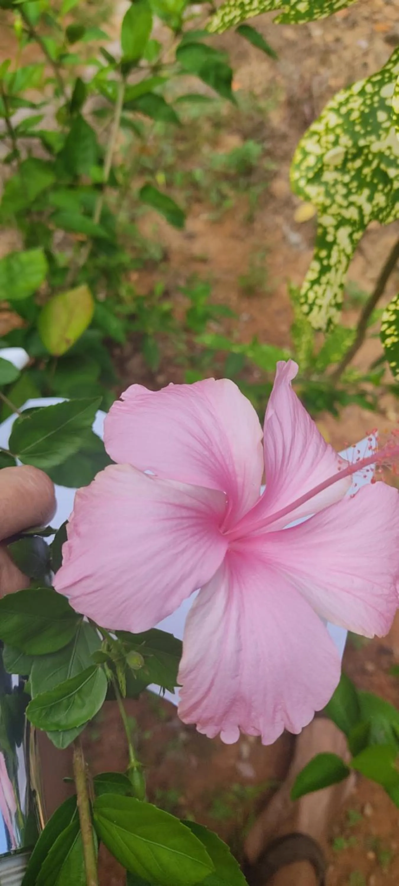 Garden in Kanasuk Self catering Apartments