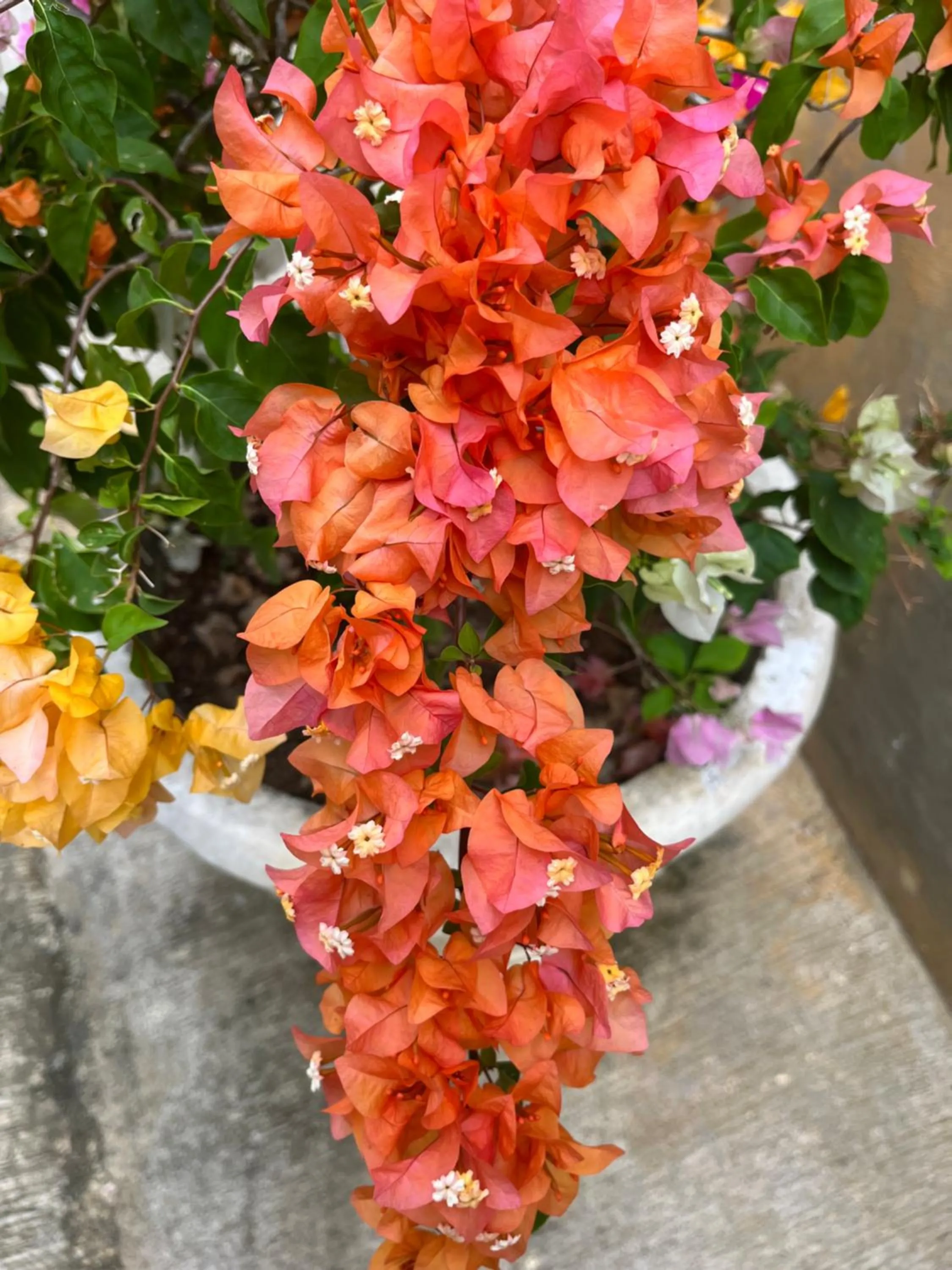 Garden in Kanasuk Self catering Apartments