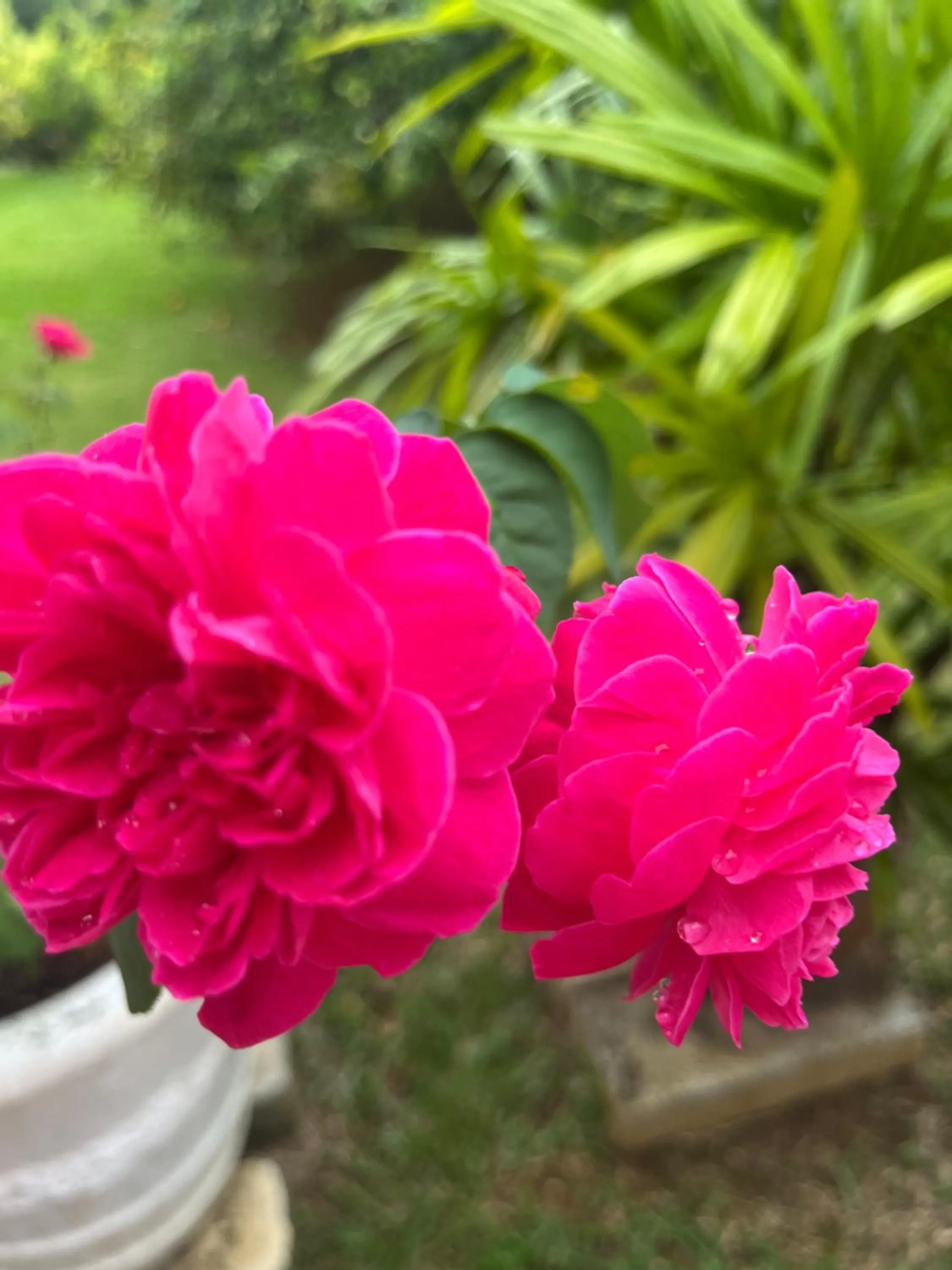 Spring in Kanasuk Self catering Apartments