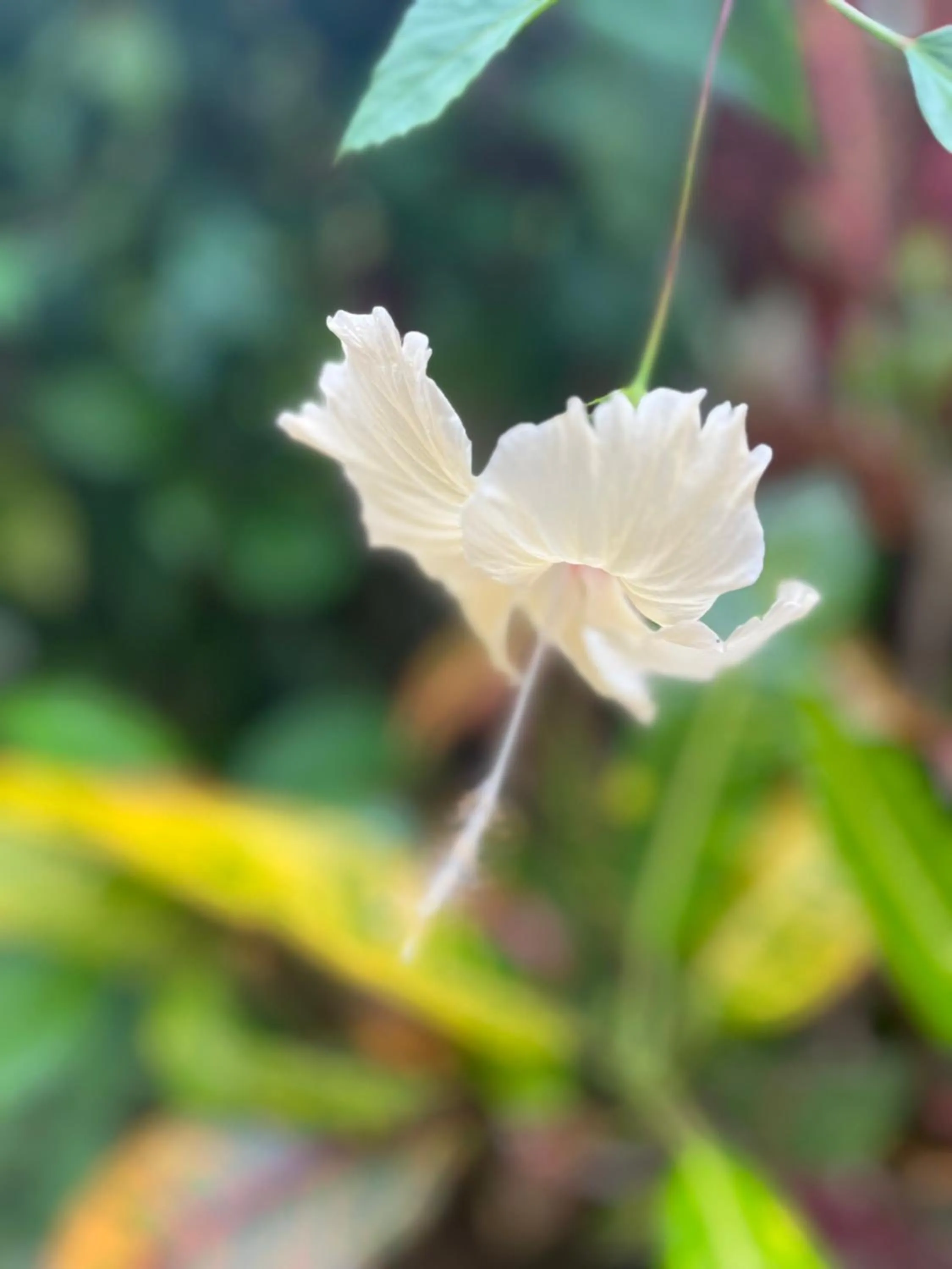 Garden in Kanasuk Self catering Apartments