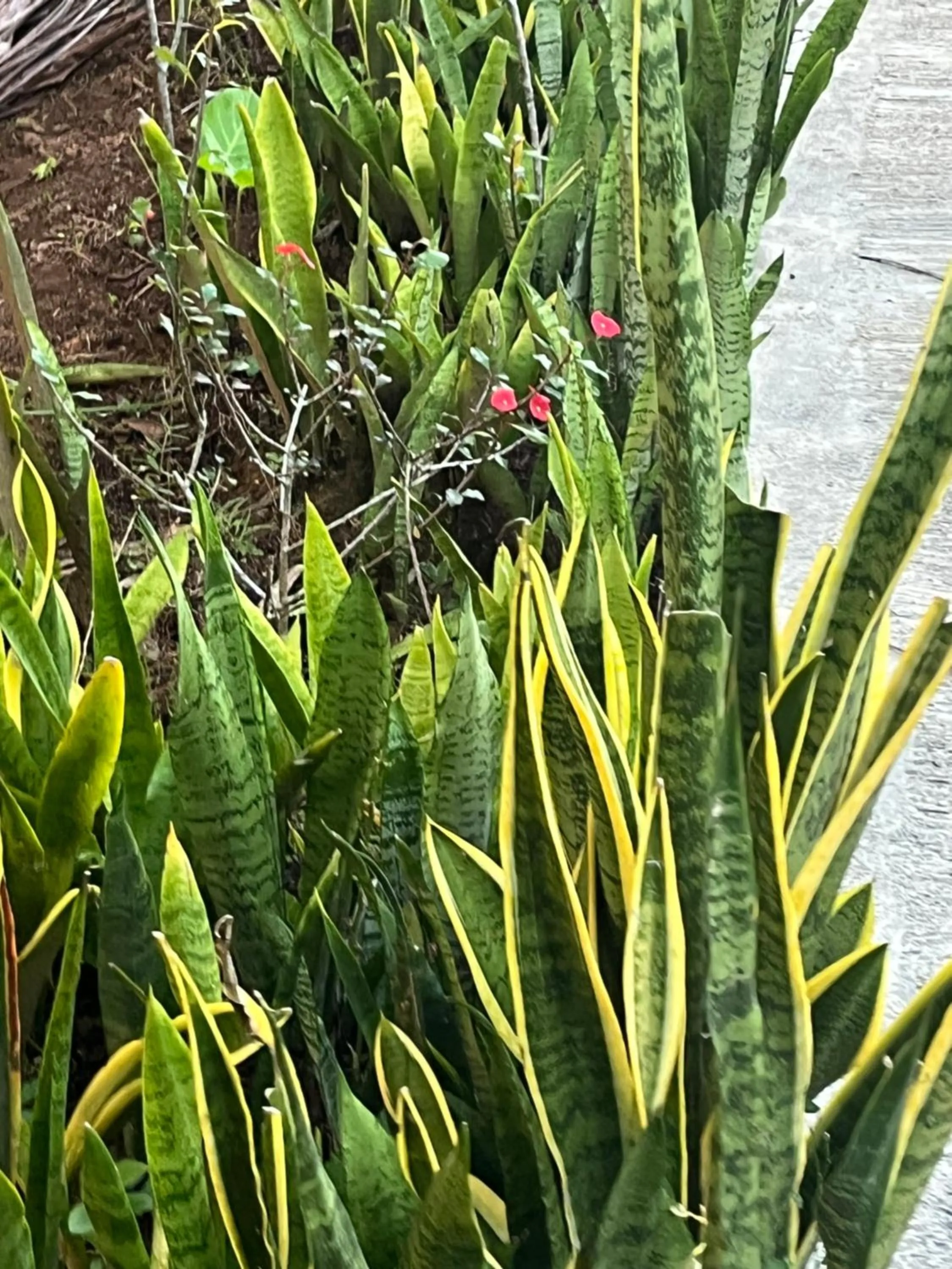 Spring in Kanasuk Self catering Apartments