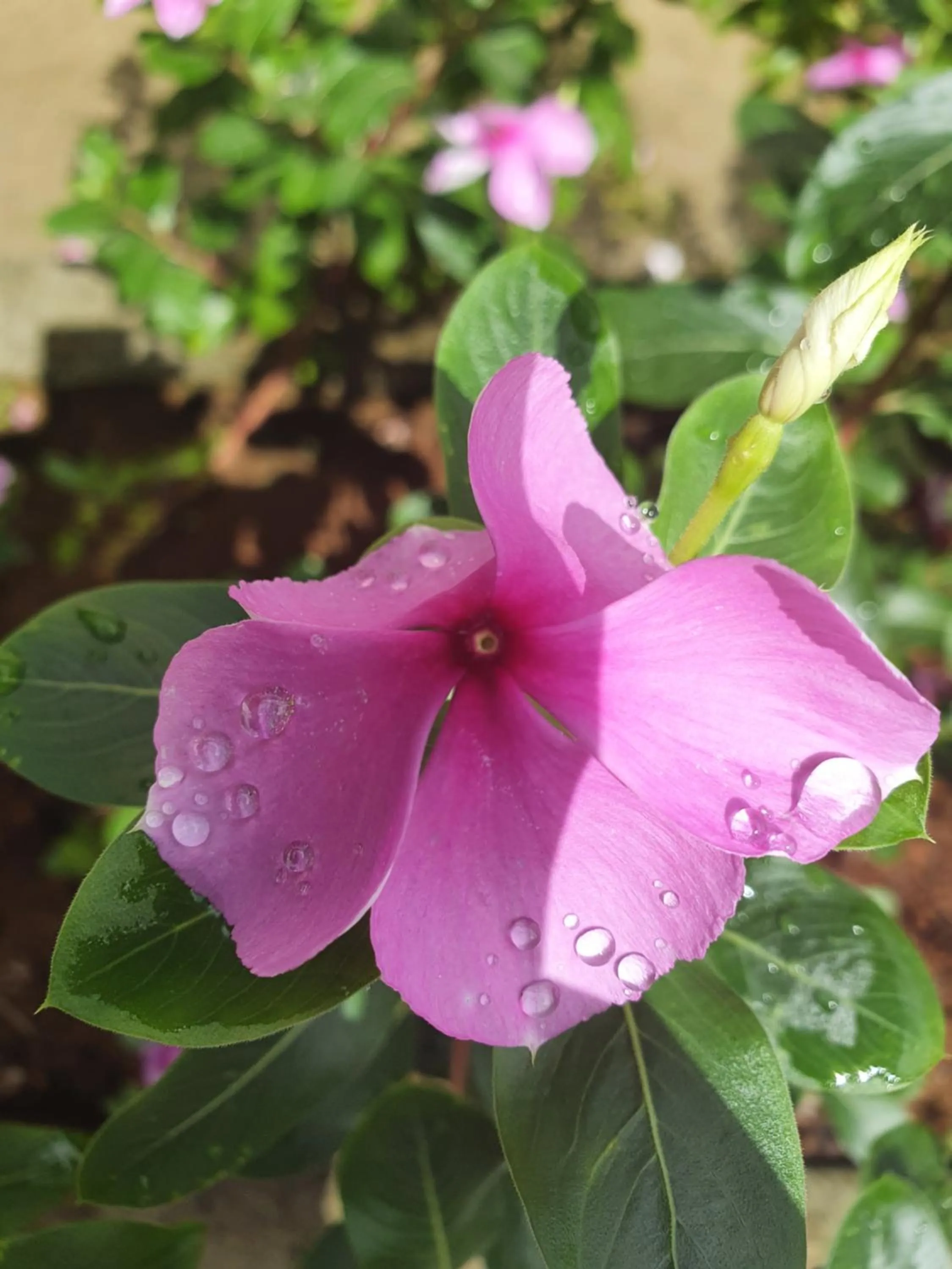 Garden in Kanasuk Self catering Apartments