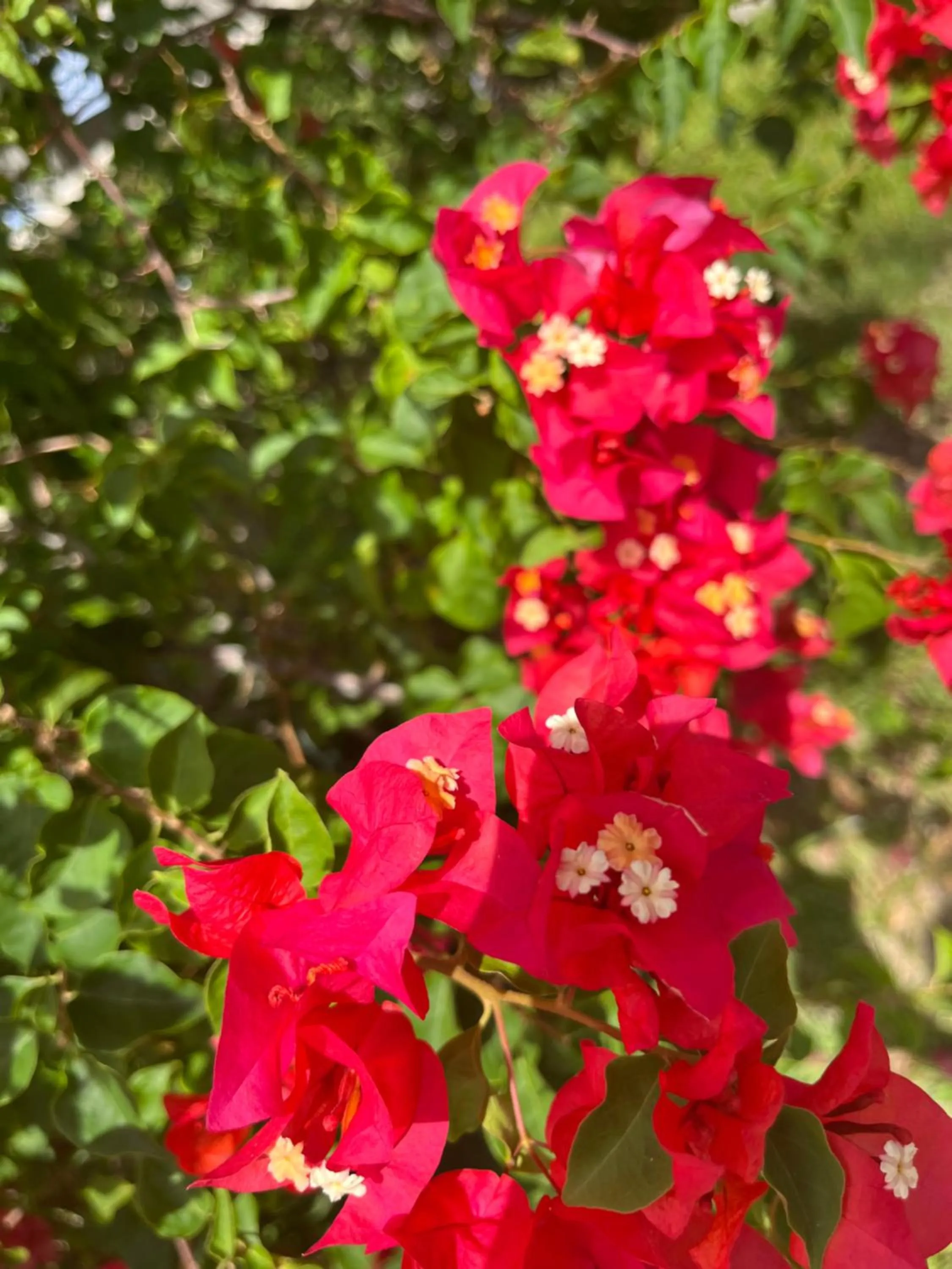 Spring in Kanasuk Self catering Apartments