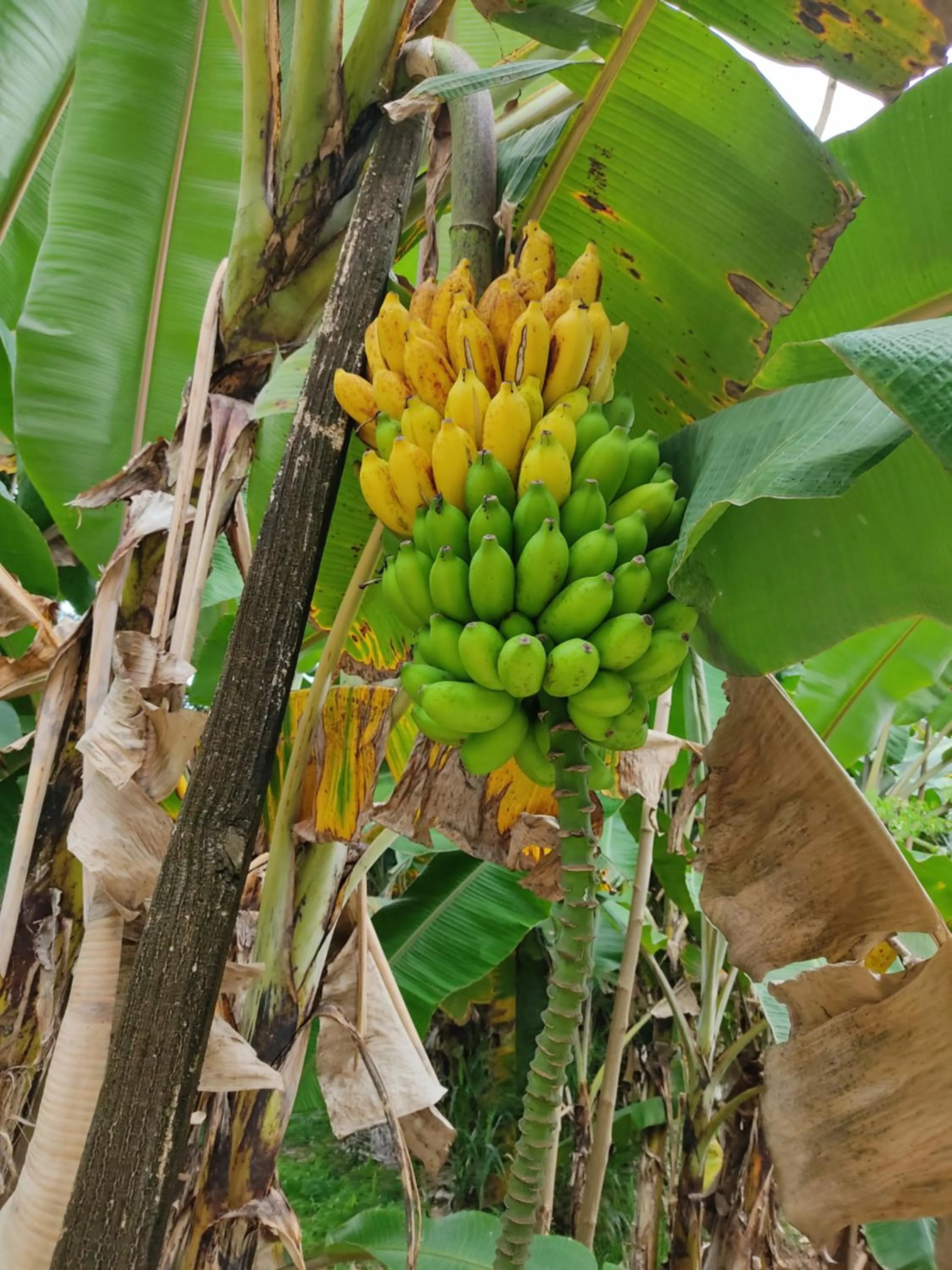 Garden in Kanasuk Self catering Apartments