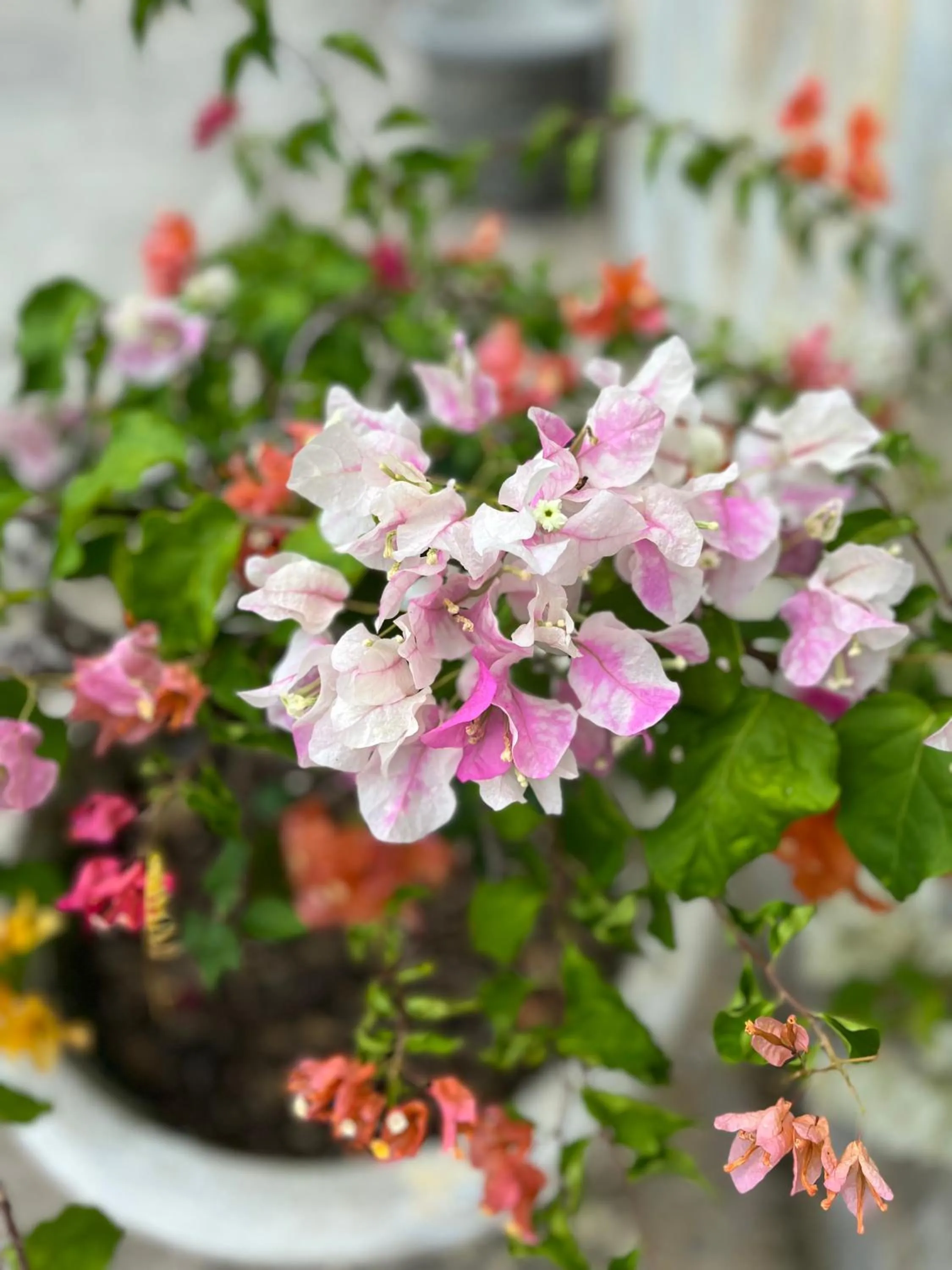 Garden in Kanasuk Self catering Apartments