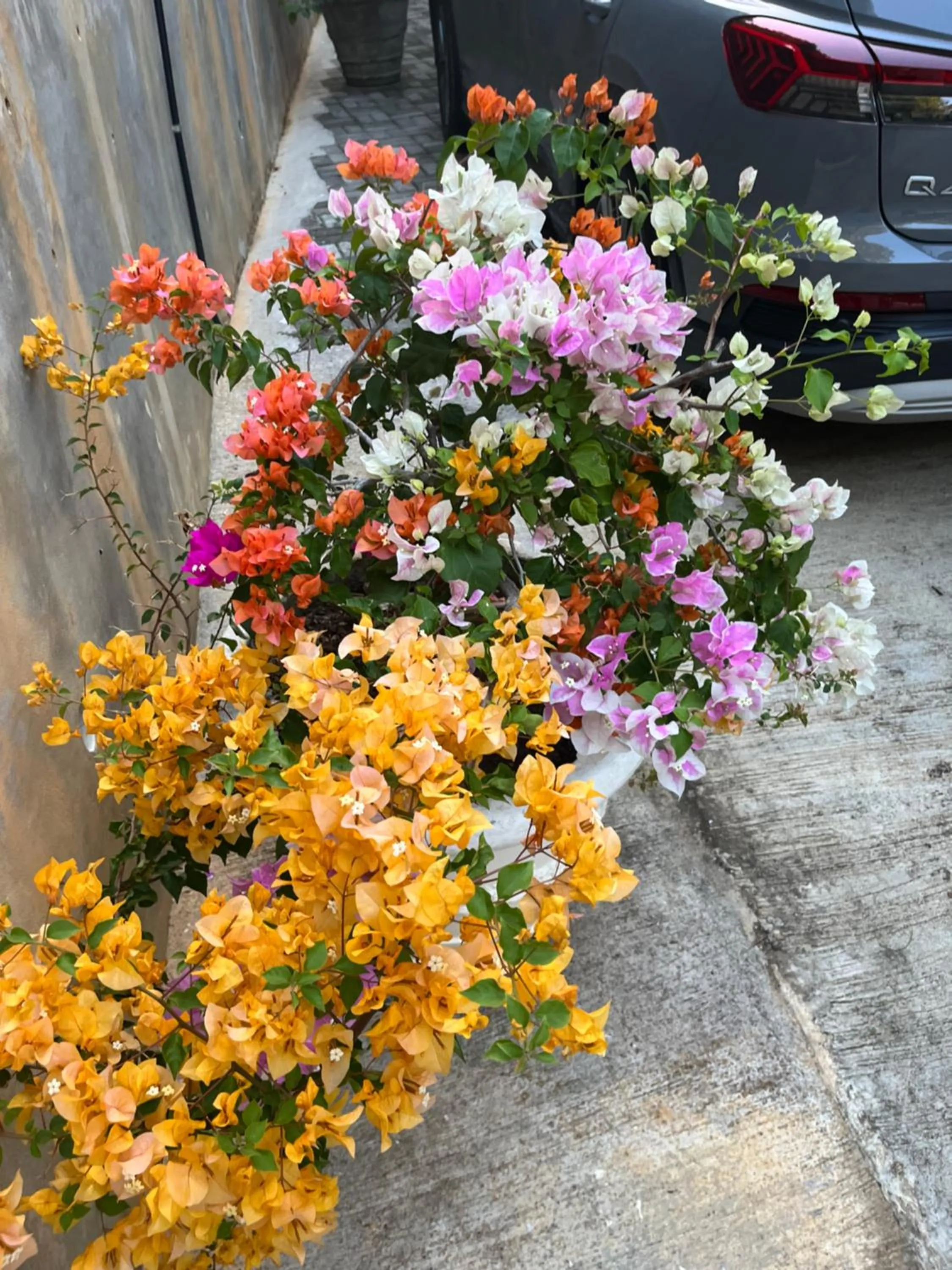 Spring in Kanasuk Self catering Apartments