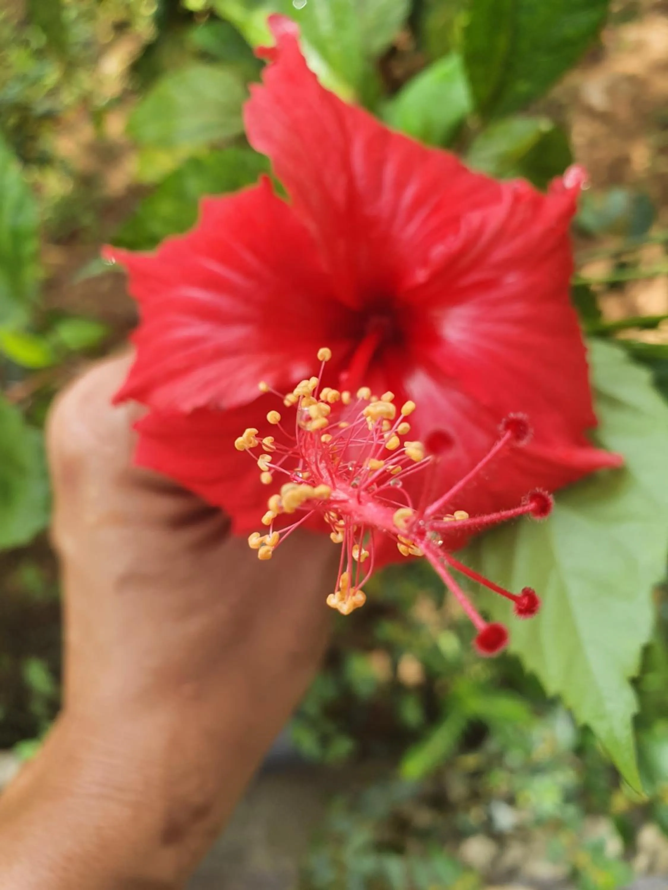 Garden in Kanasuk Self catering Apartments