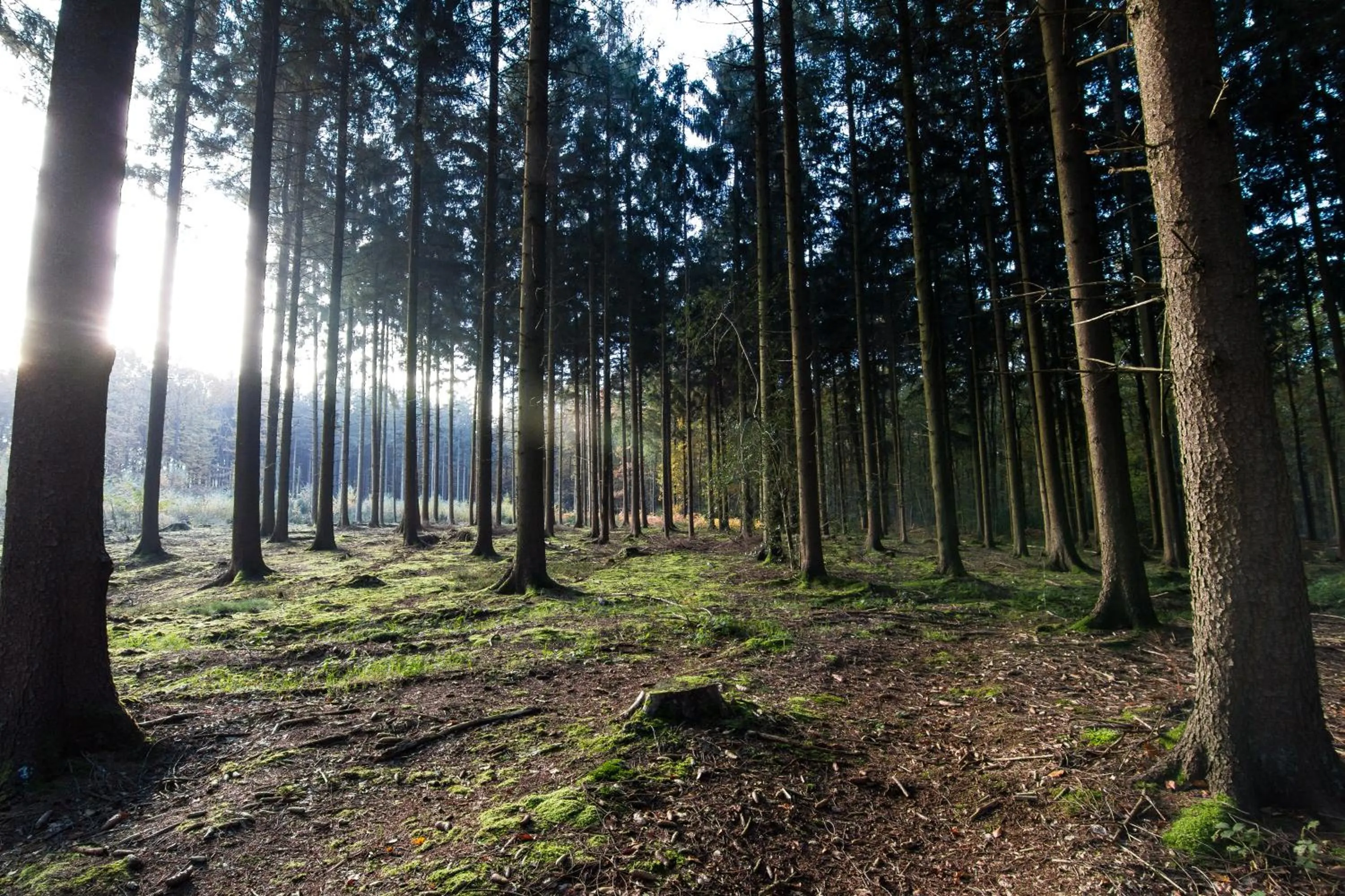 Natural landscape in Hotel Cuba Libre