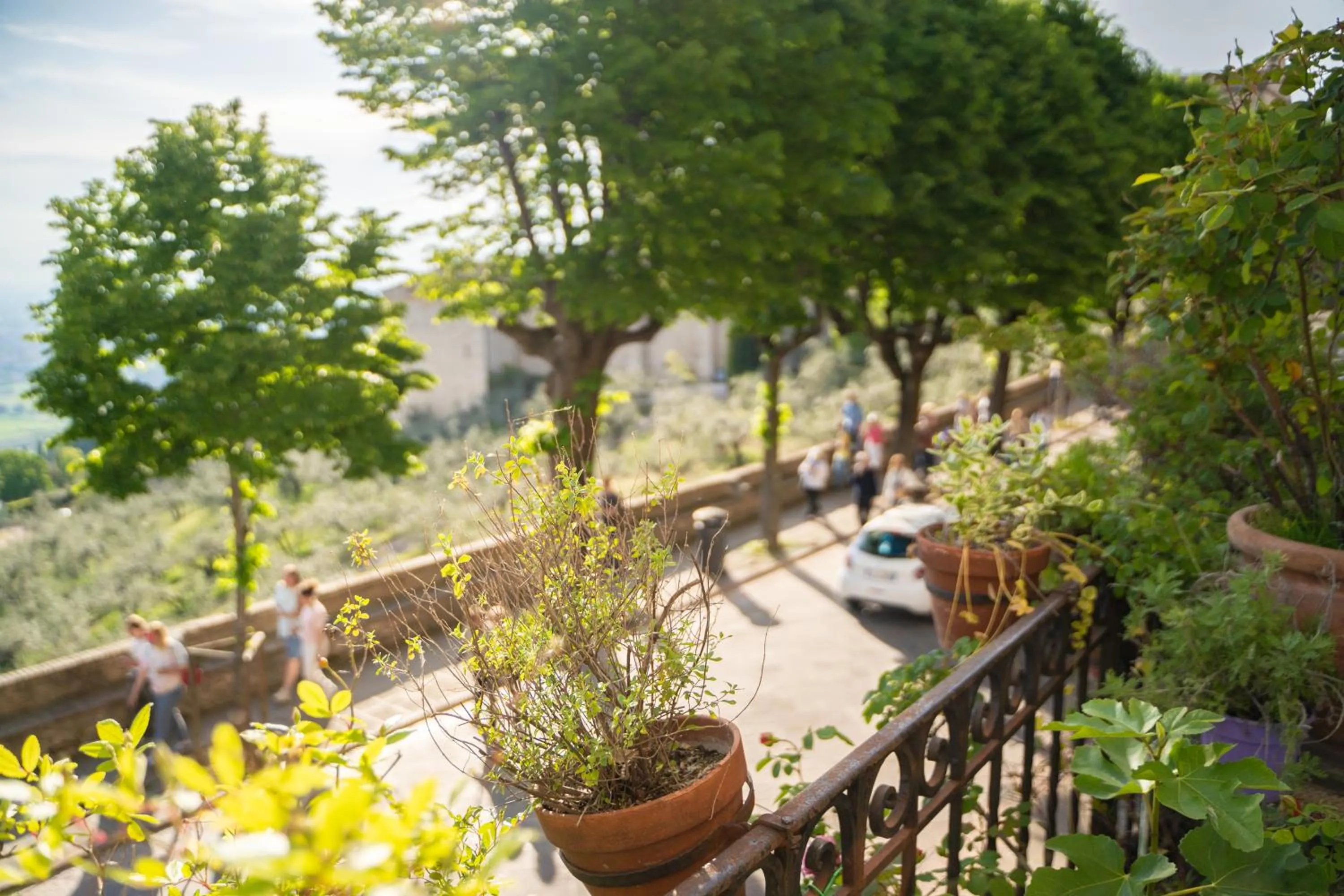 Balcony/Terrace in Hotel Belvedere