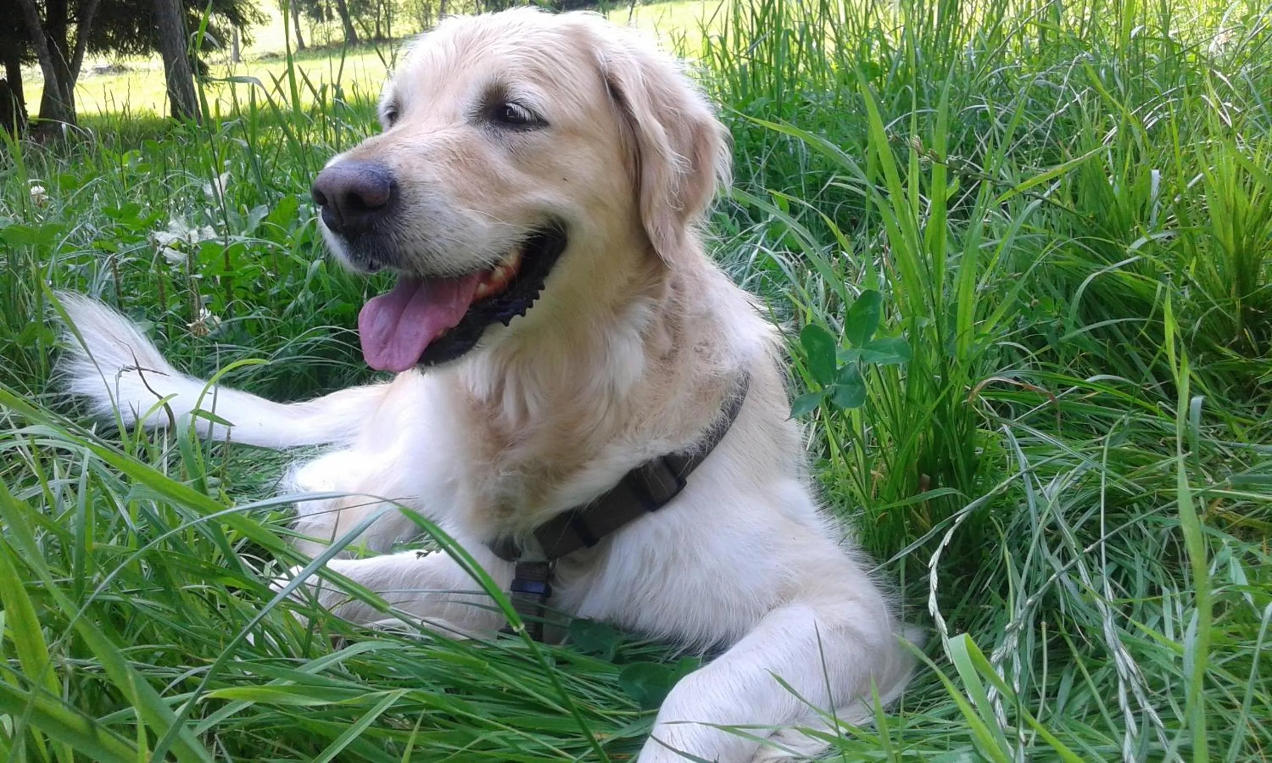 Pets in Hotel Il Maglio