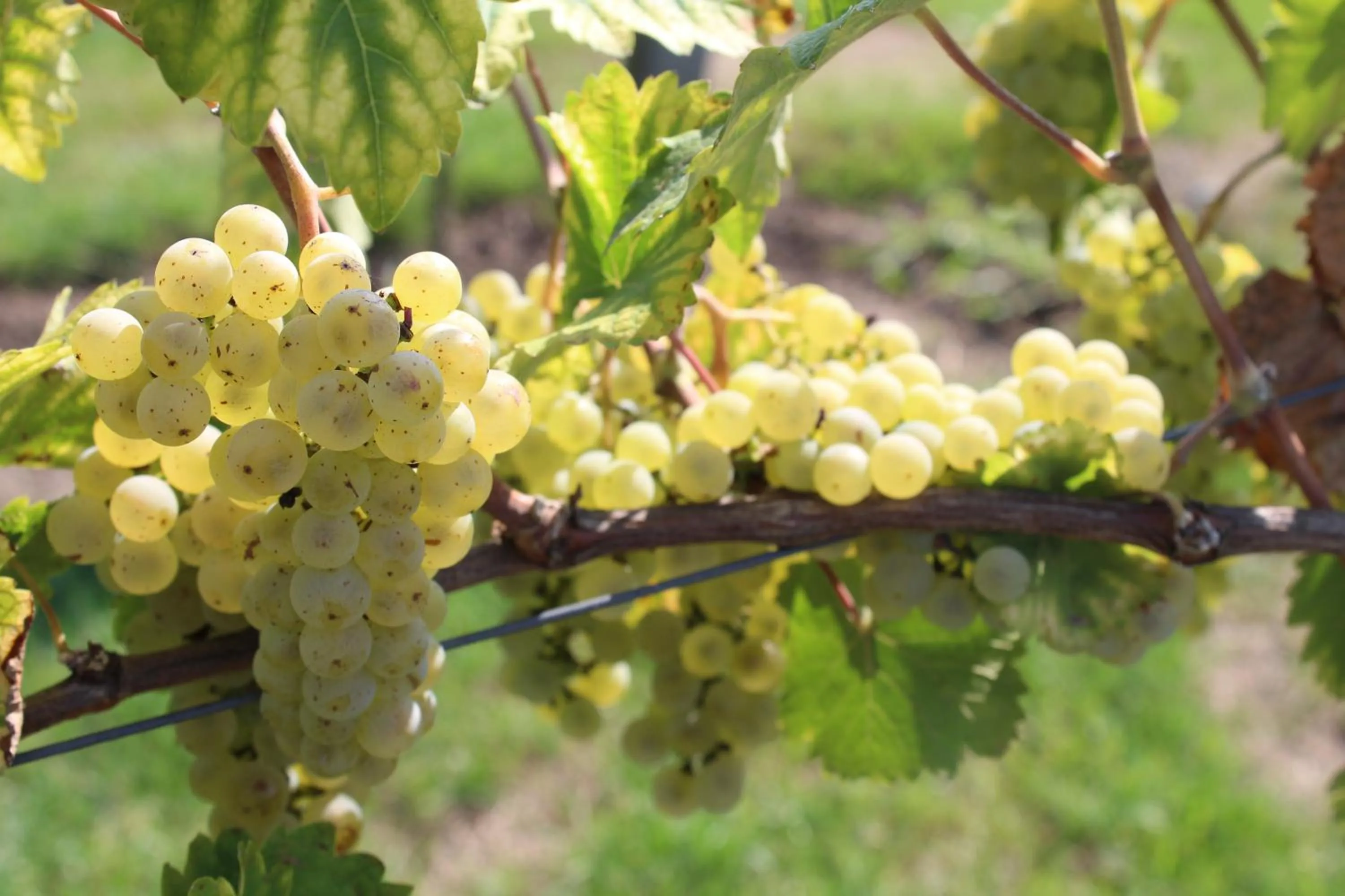Garden in Pałac Wiechlice - Hotel, Restaurant, SPA