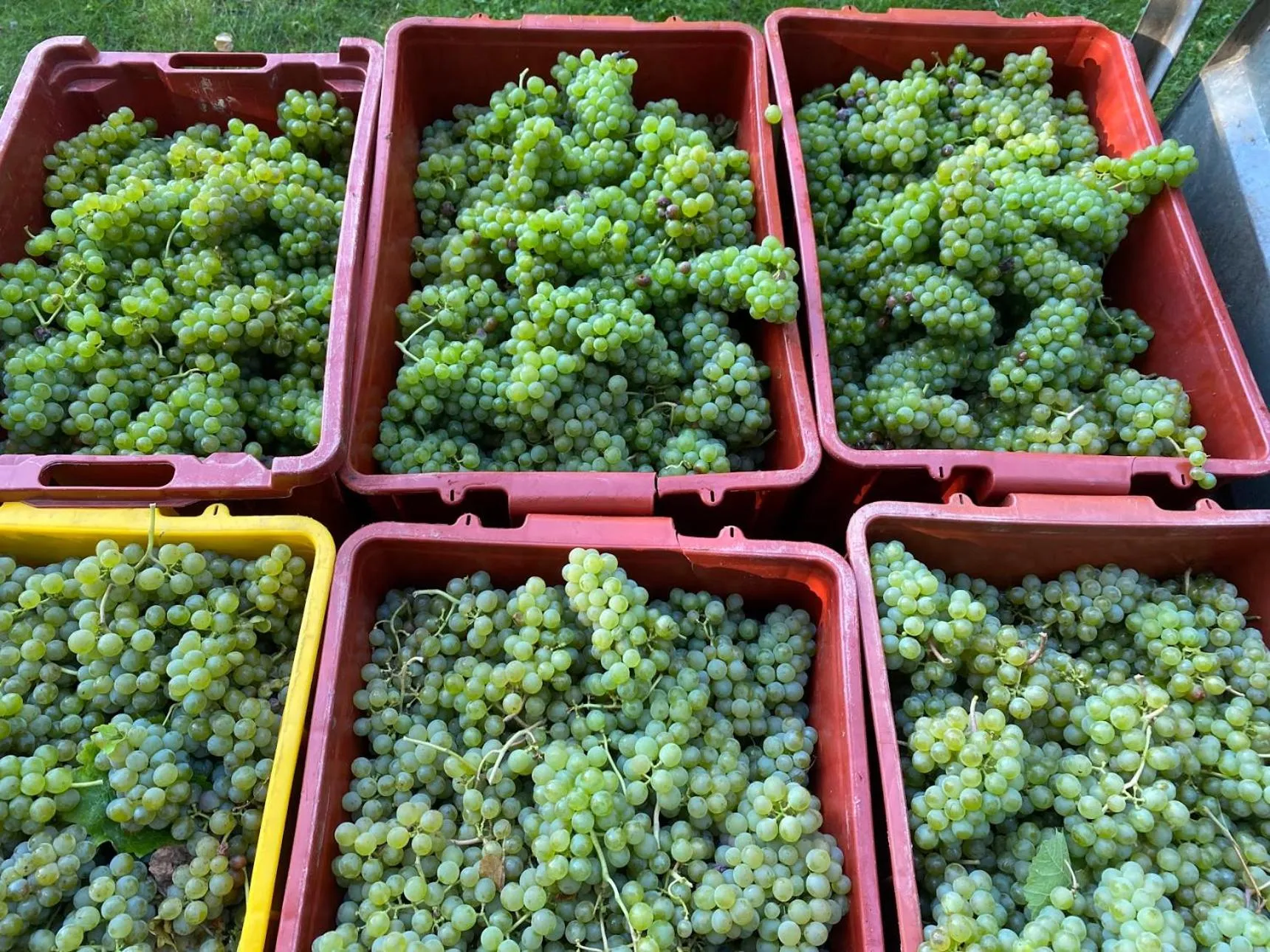 Garden in Pałac Wiechlice - Hotel, Restaurant, SPA