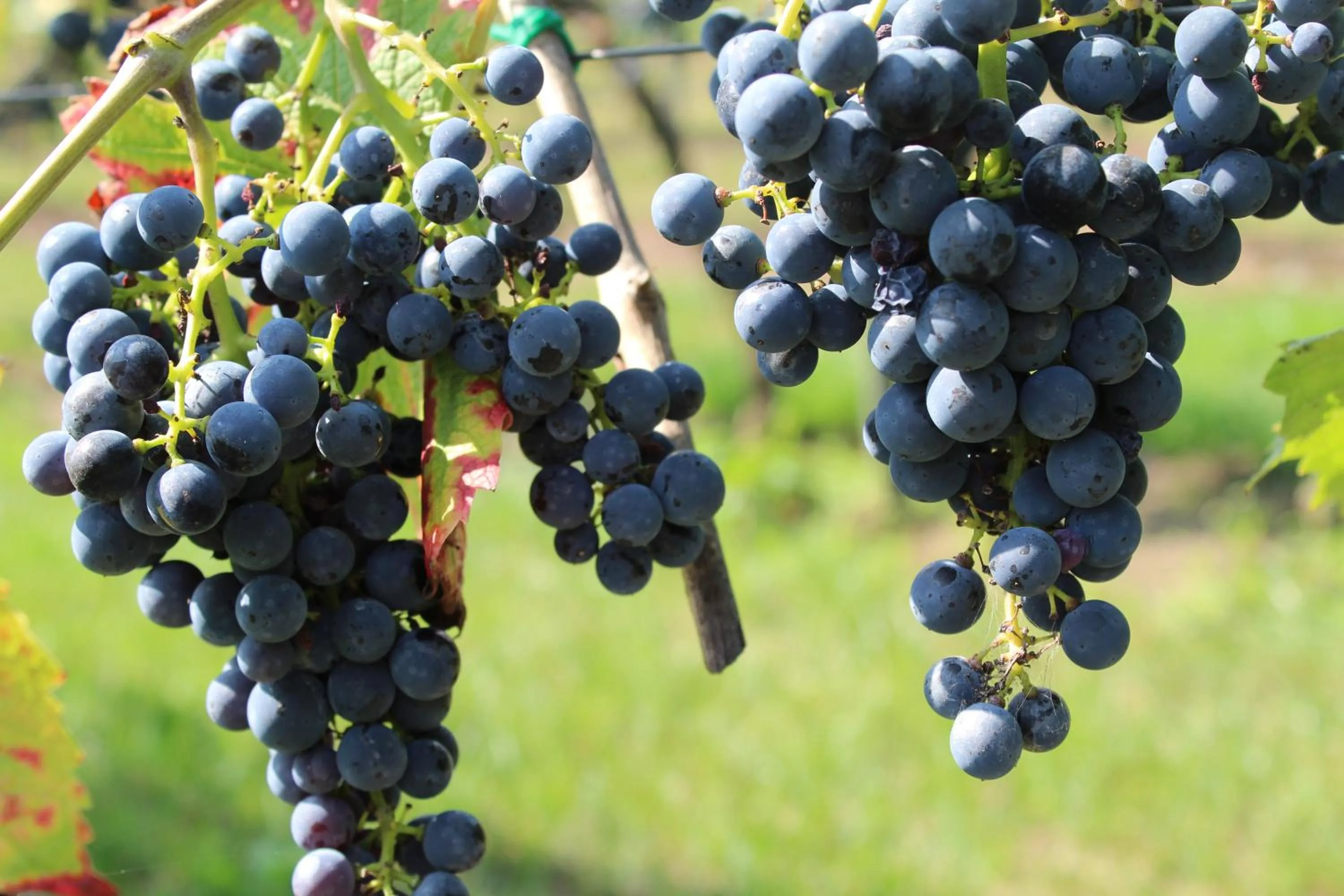 Garden in Pałac Wiechlice - Hotel, Restaurant, SPA