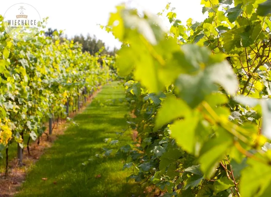 Garden in Pałac Wiechlice - Hotel, Restaurant, SPA