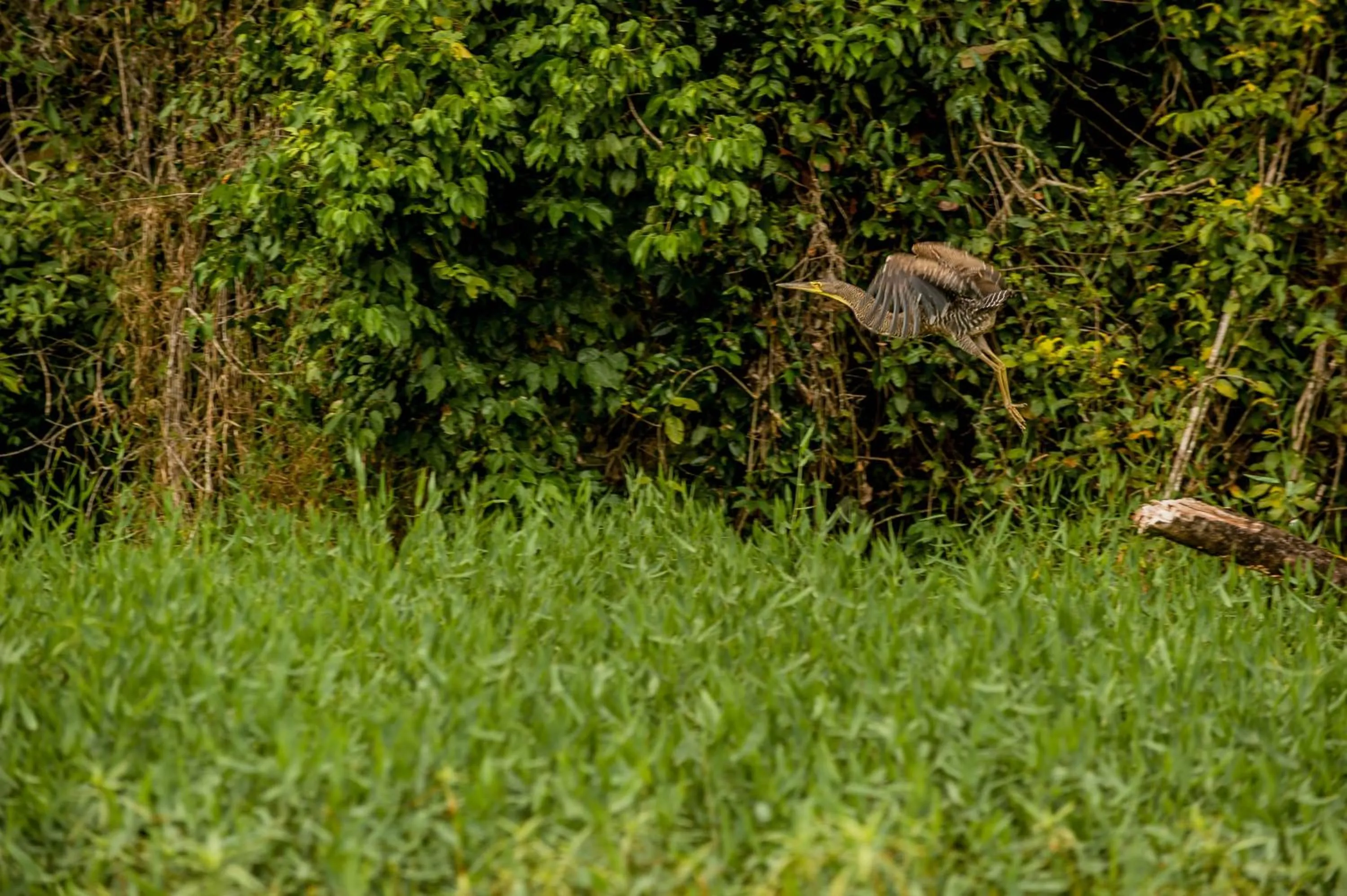 Natural landscape in Hotel El Icaco Tortuguero