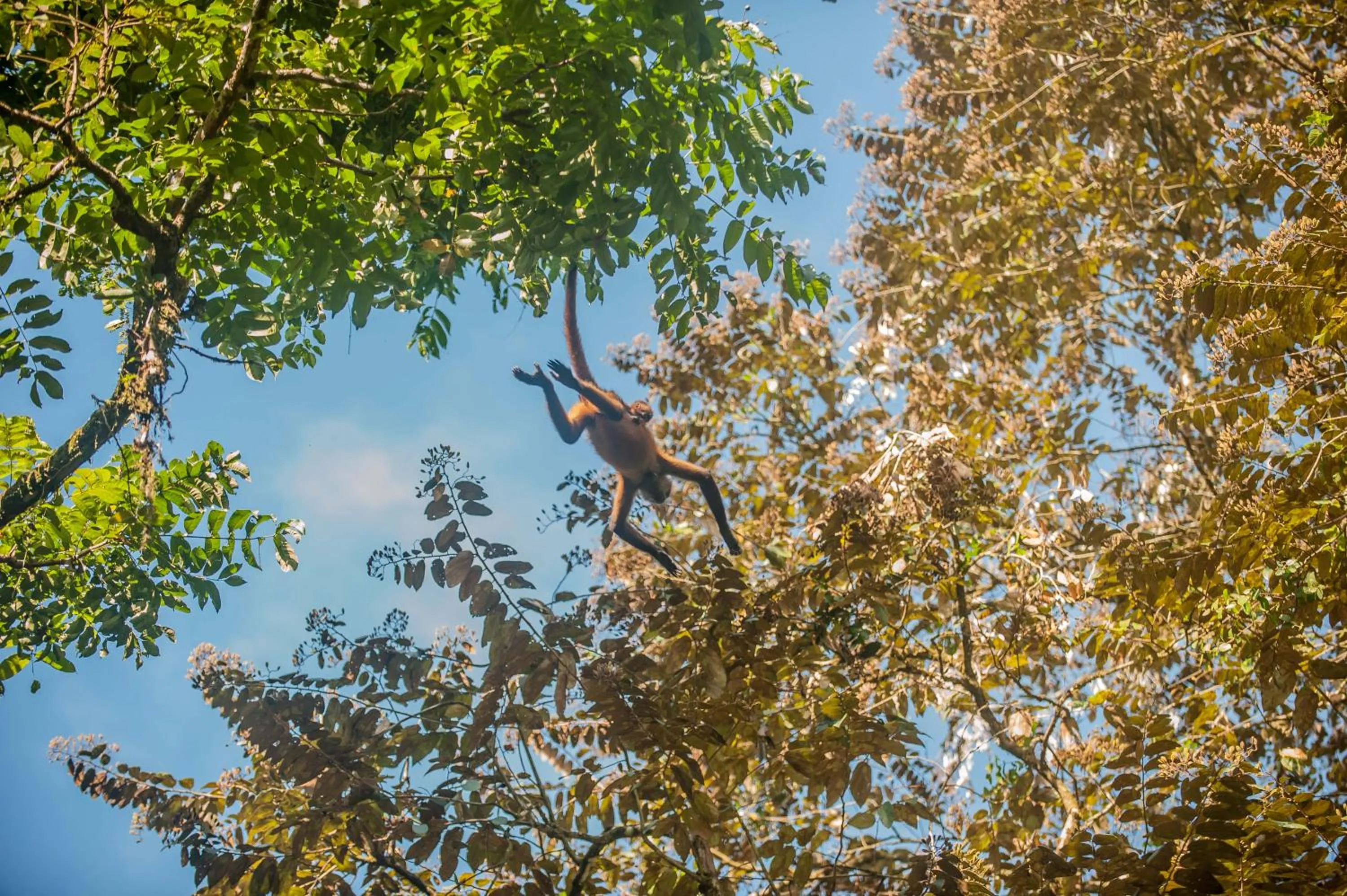 View (from property/room) in Hotel El Icaco Tortuguero