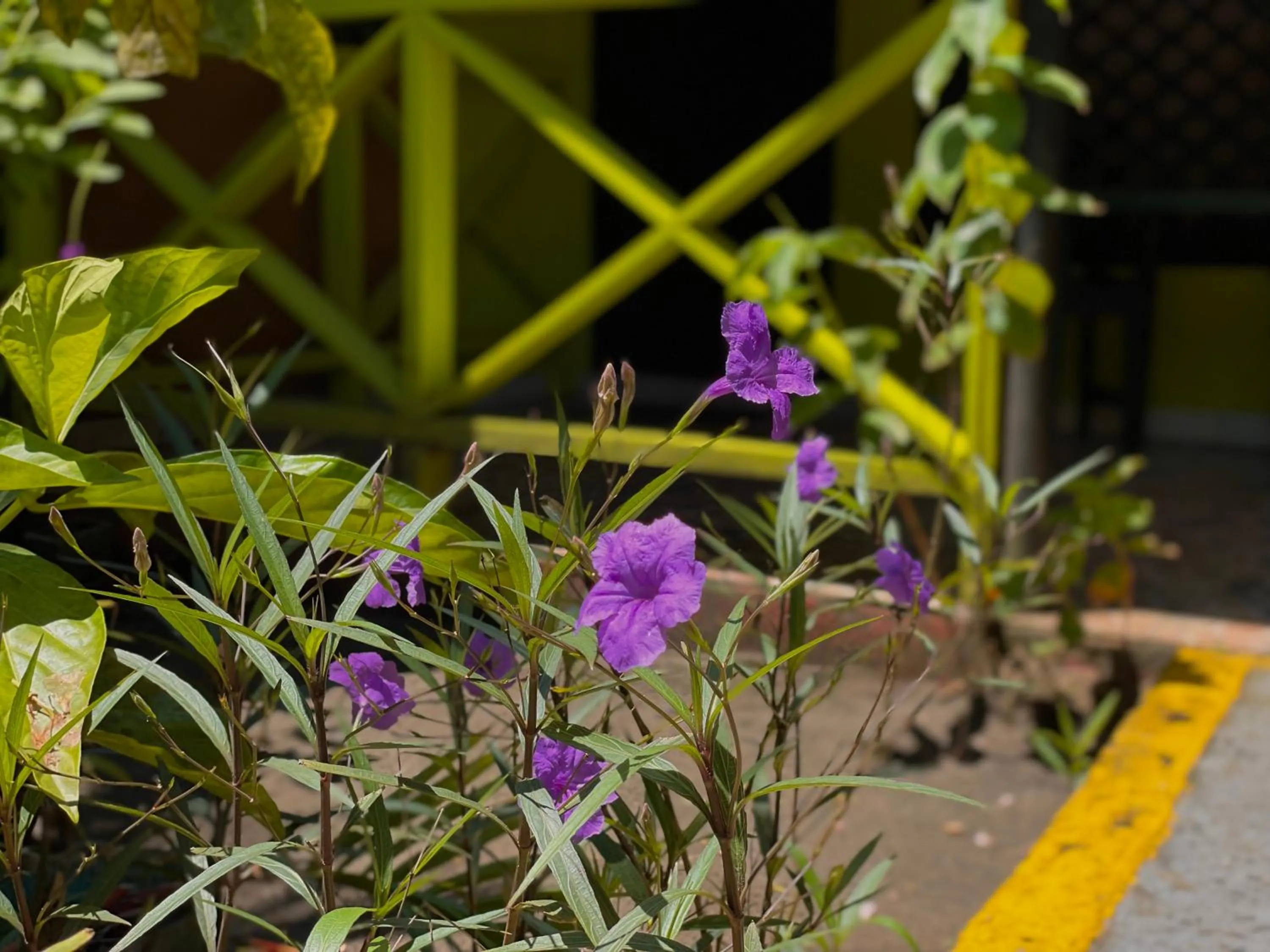 Garden in Hotel El Icaco Tortuguero