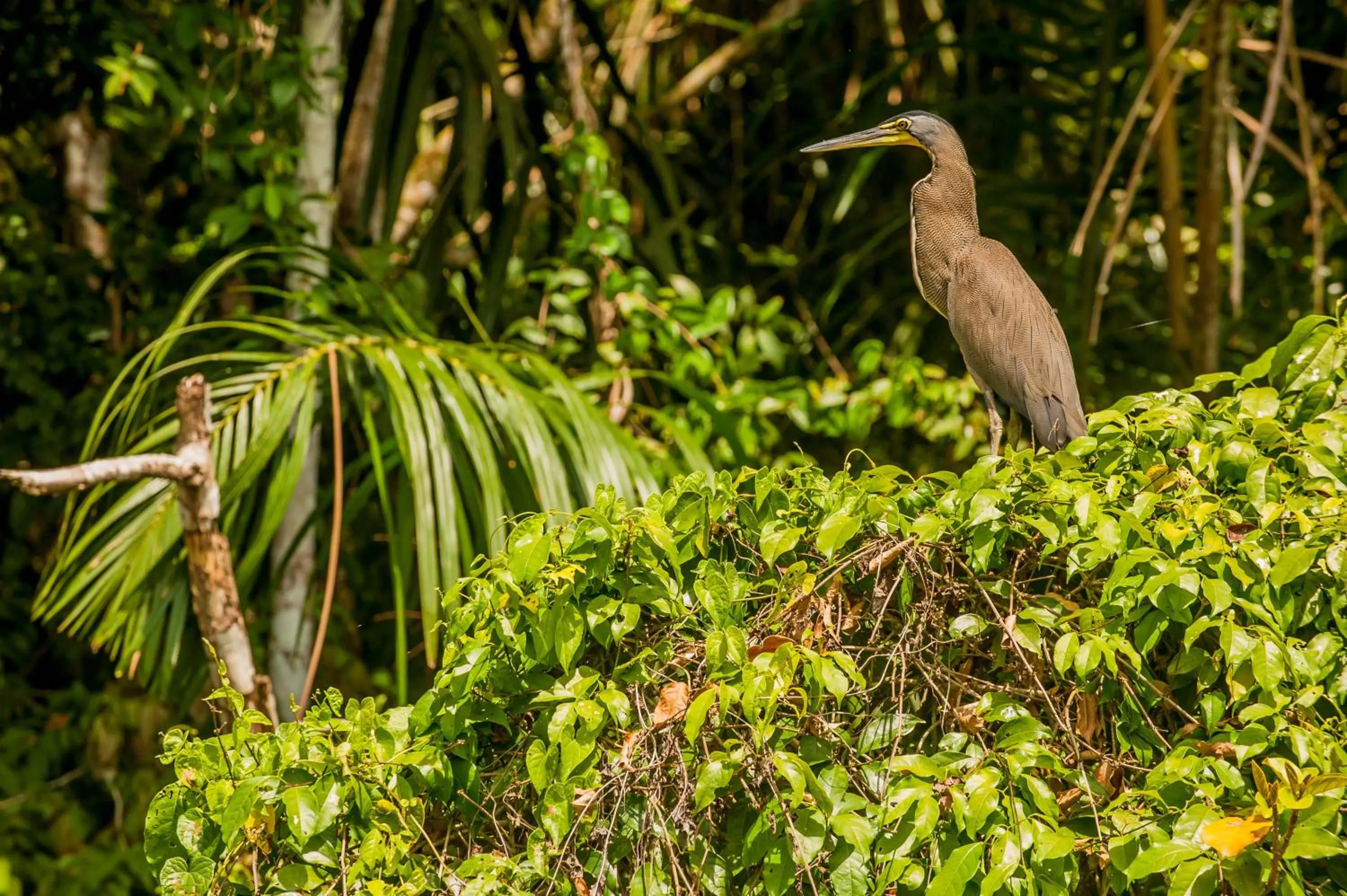 Animals in Hotel El Icaco Tortuguero