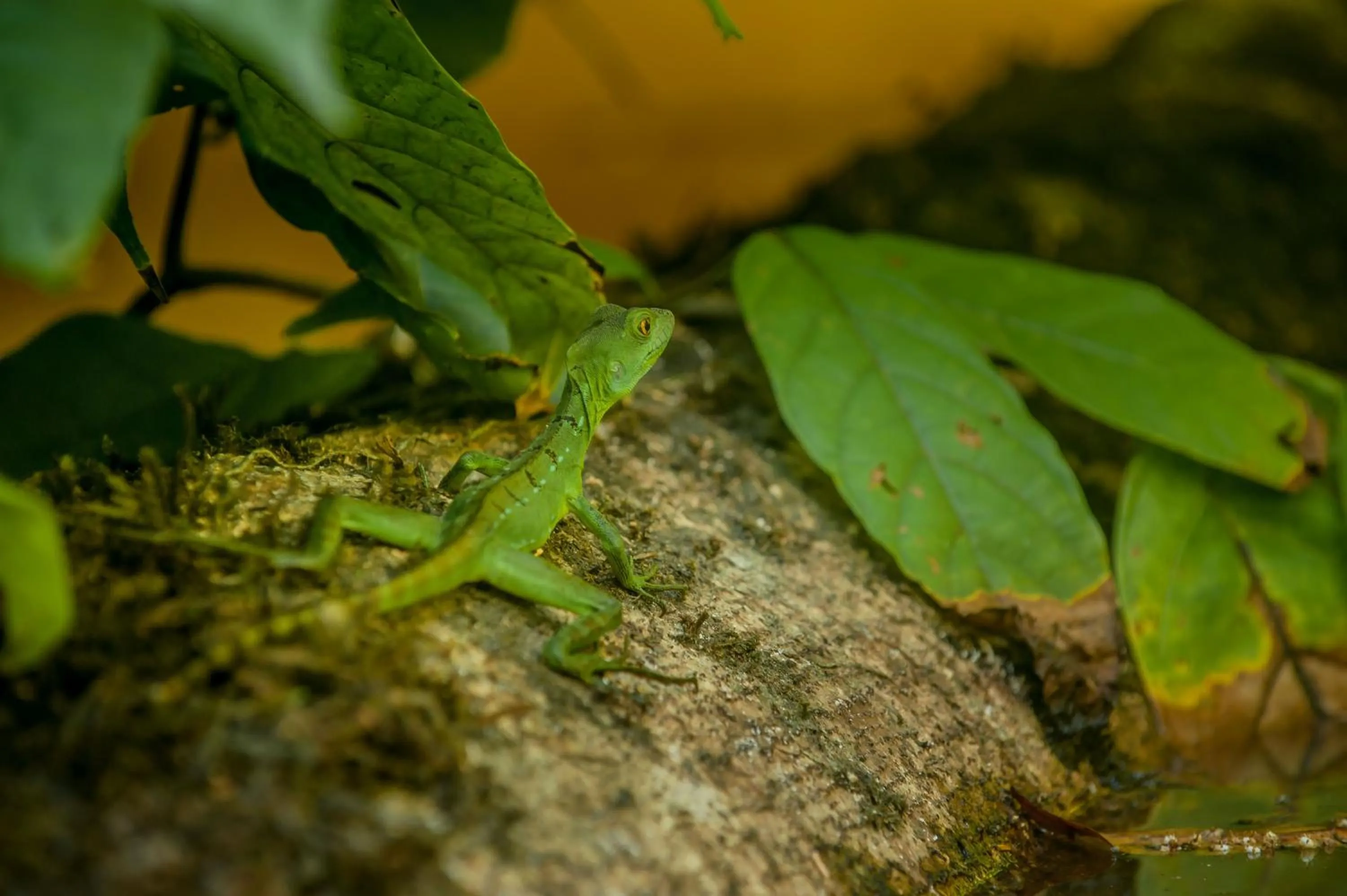 Animals in Hotel El Icaco Tortuguero