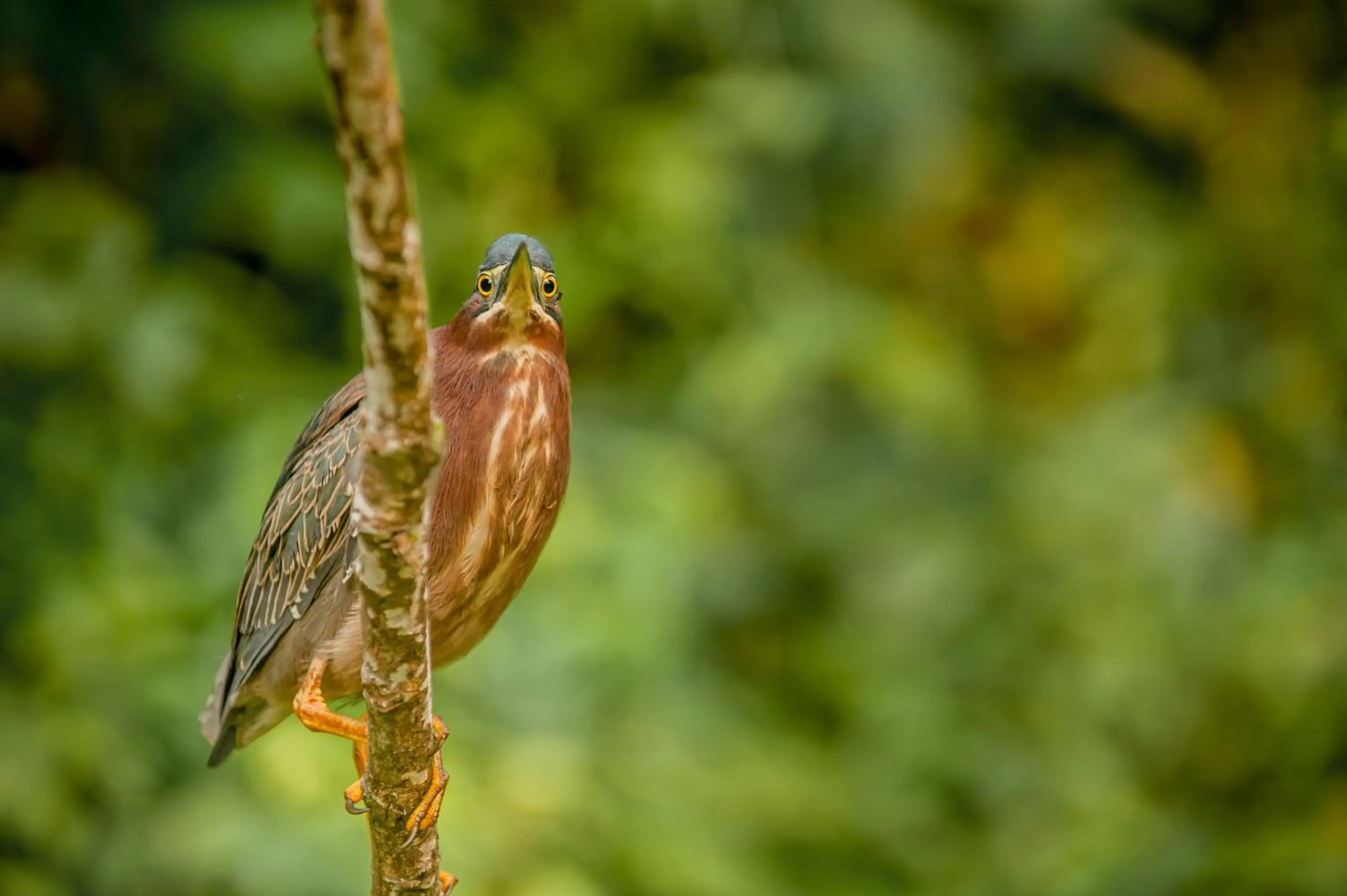 Animals in Hotel El Icaco Tortuguero