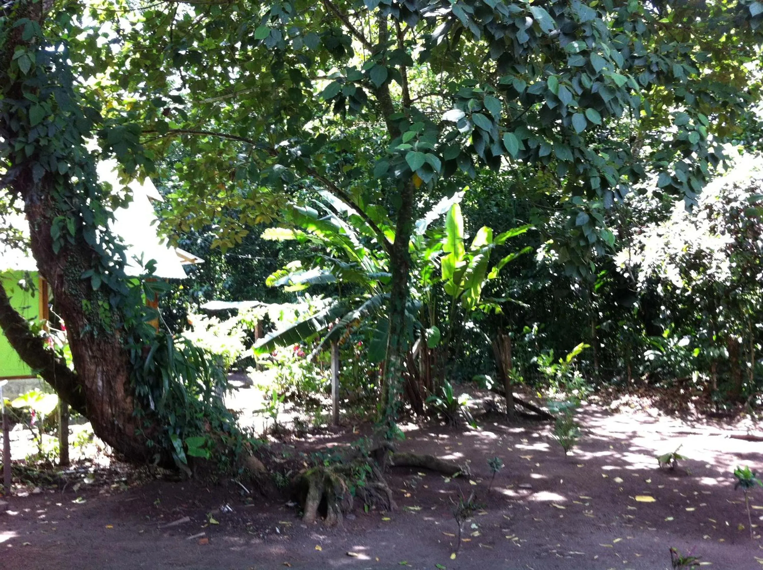 Pool view in Hotel El Icaco Tortuguero