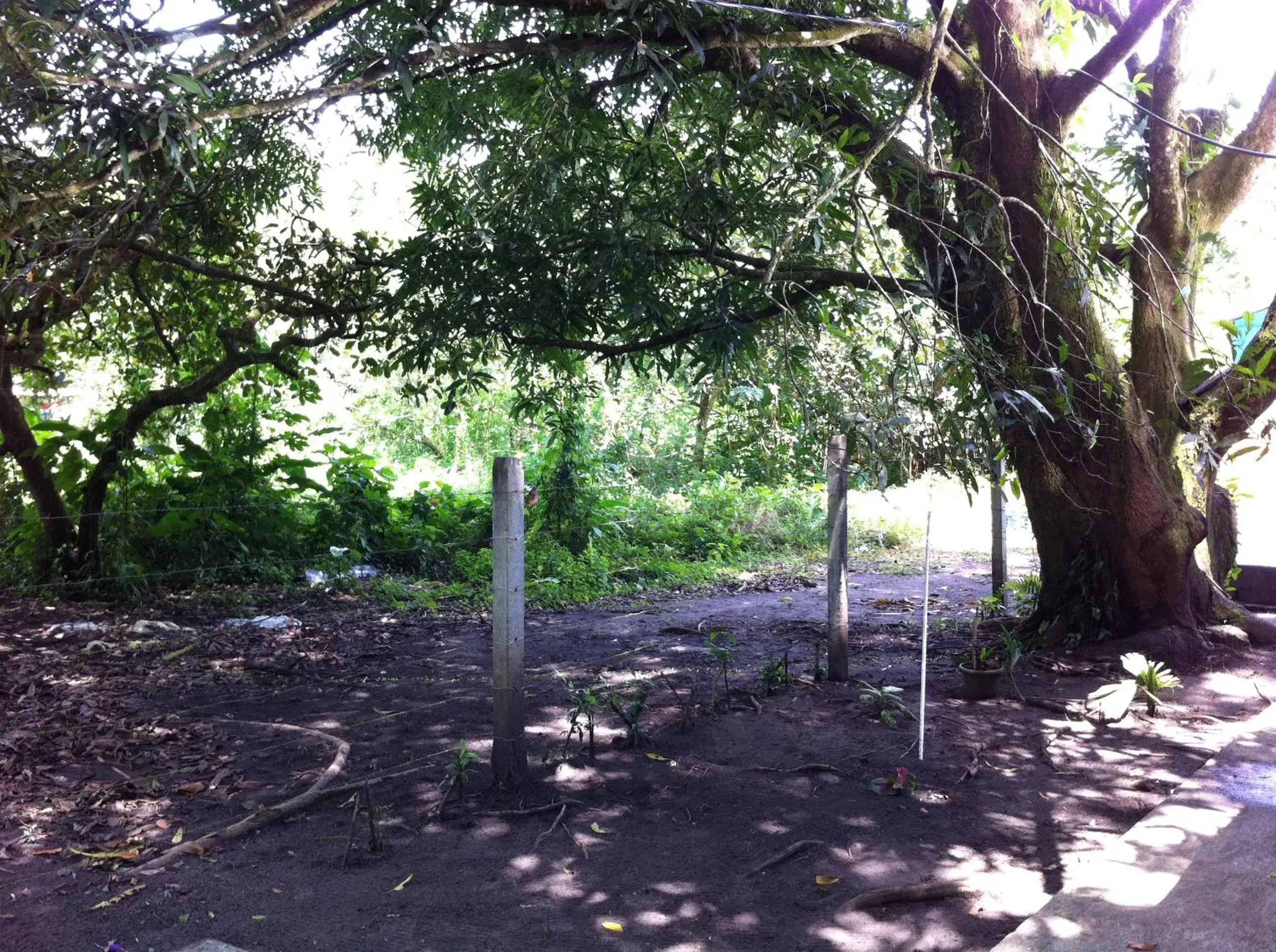 Garden view in Hotel El Icaco Tortuguero