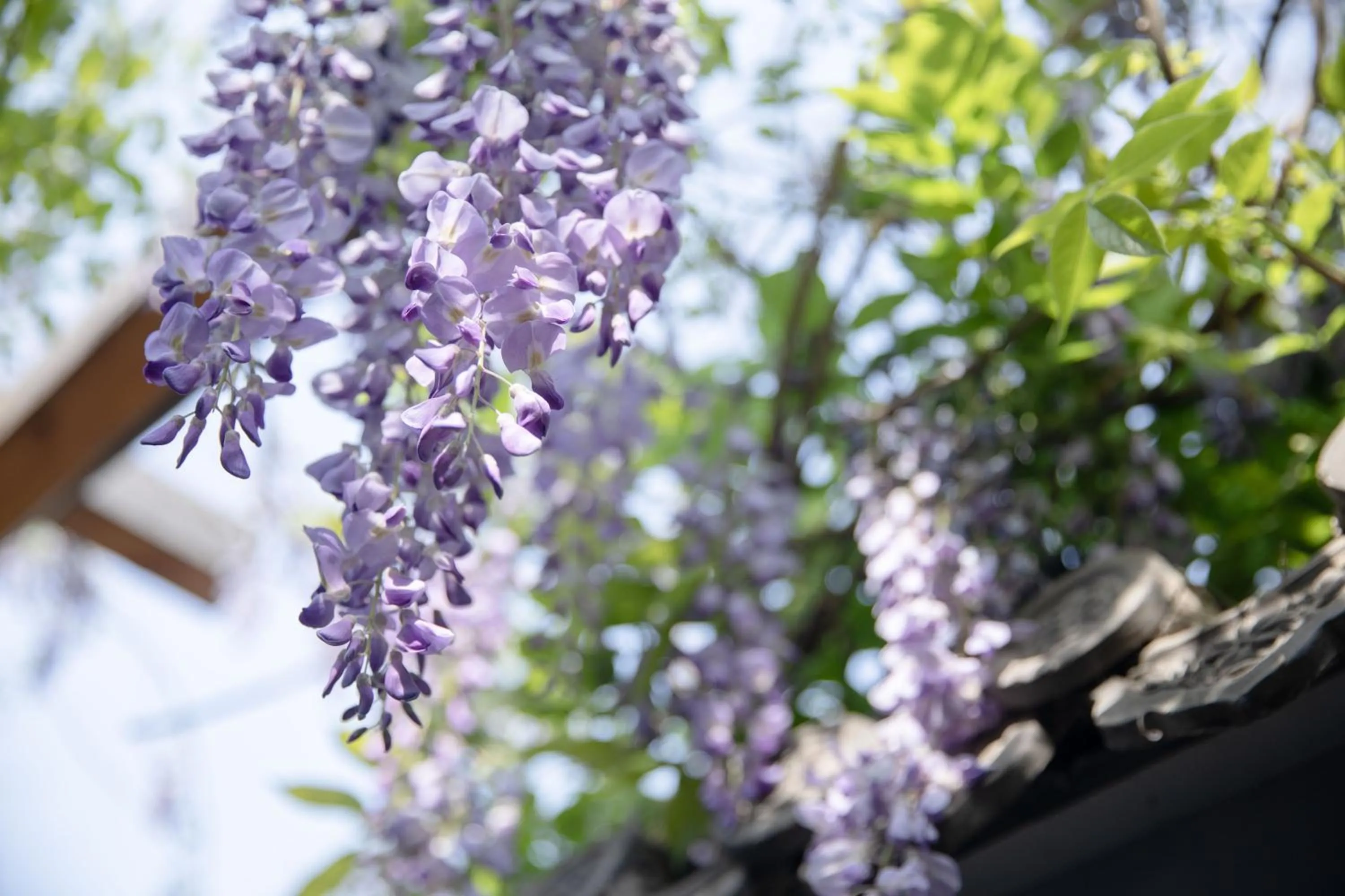Garden view in Guipu Beihai Courtyard Hotel Beijing