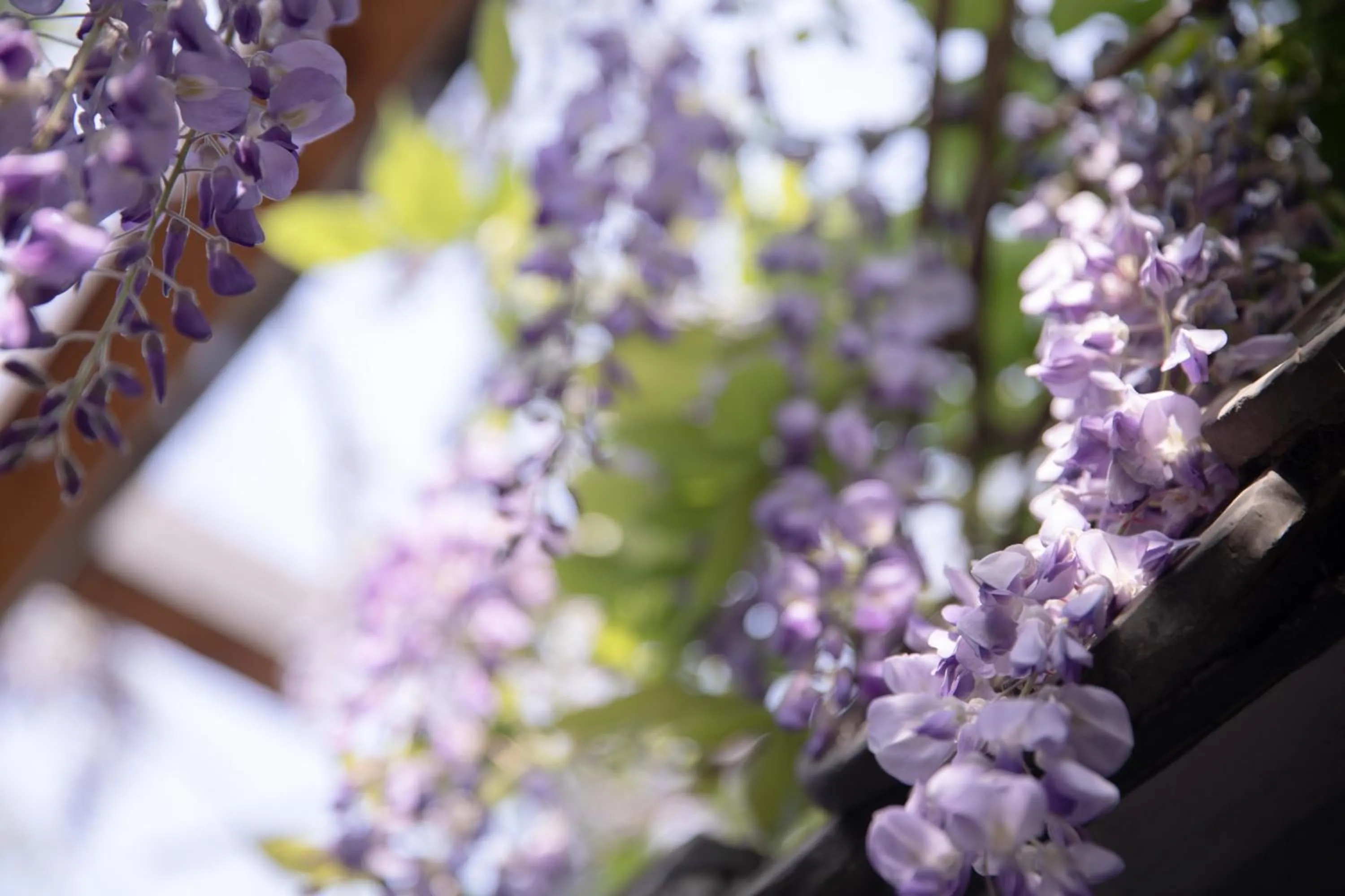 Spring in Guipu Beihai Courtyard Hotel Beijing