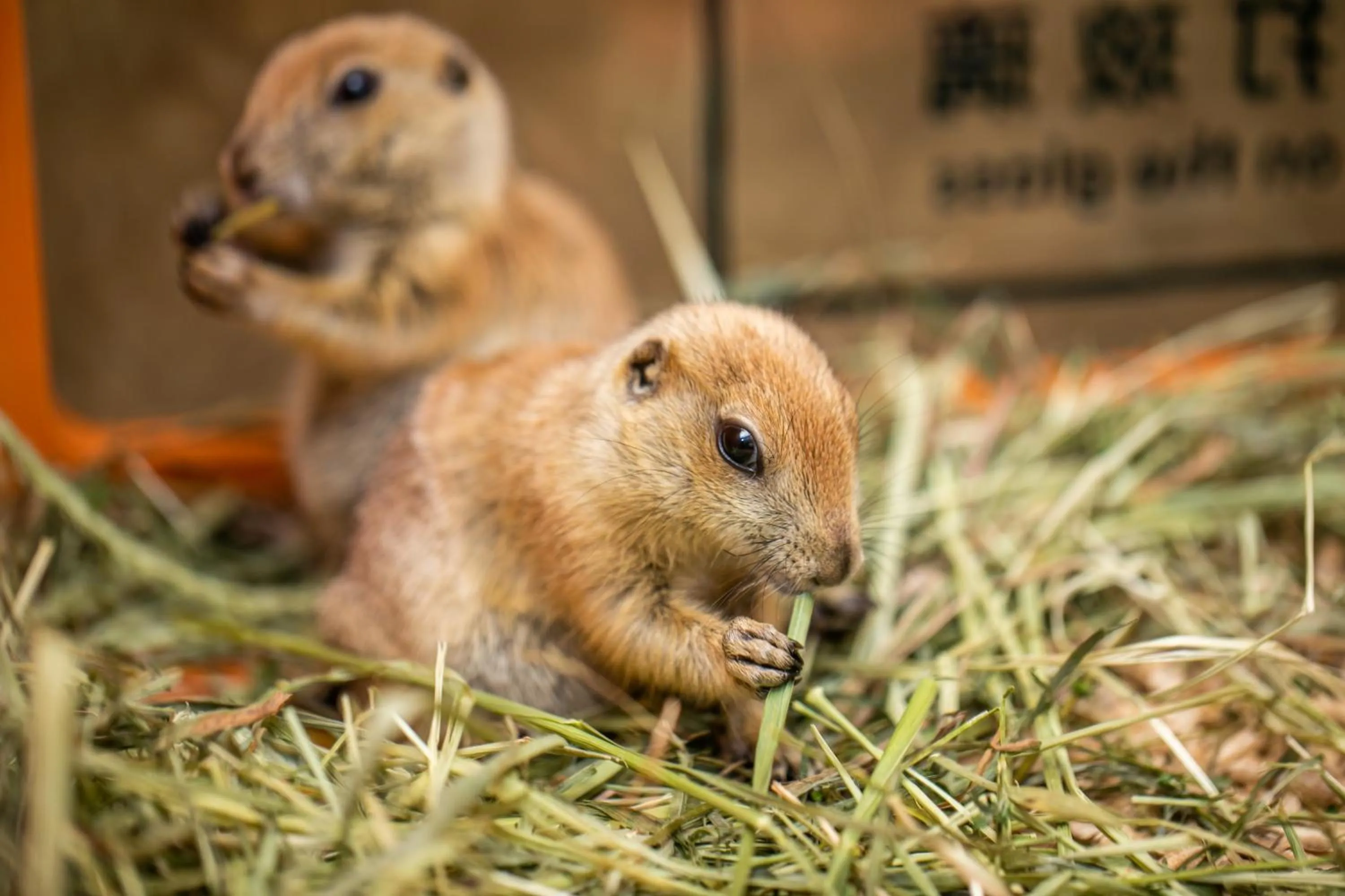 Animals in Mission Hills Resort Haikou