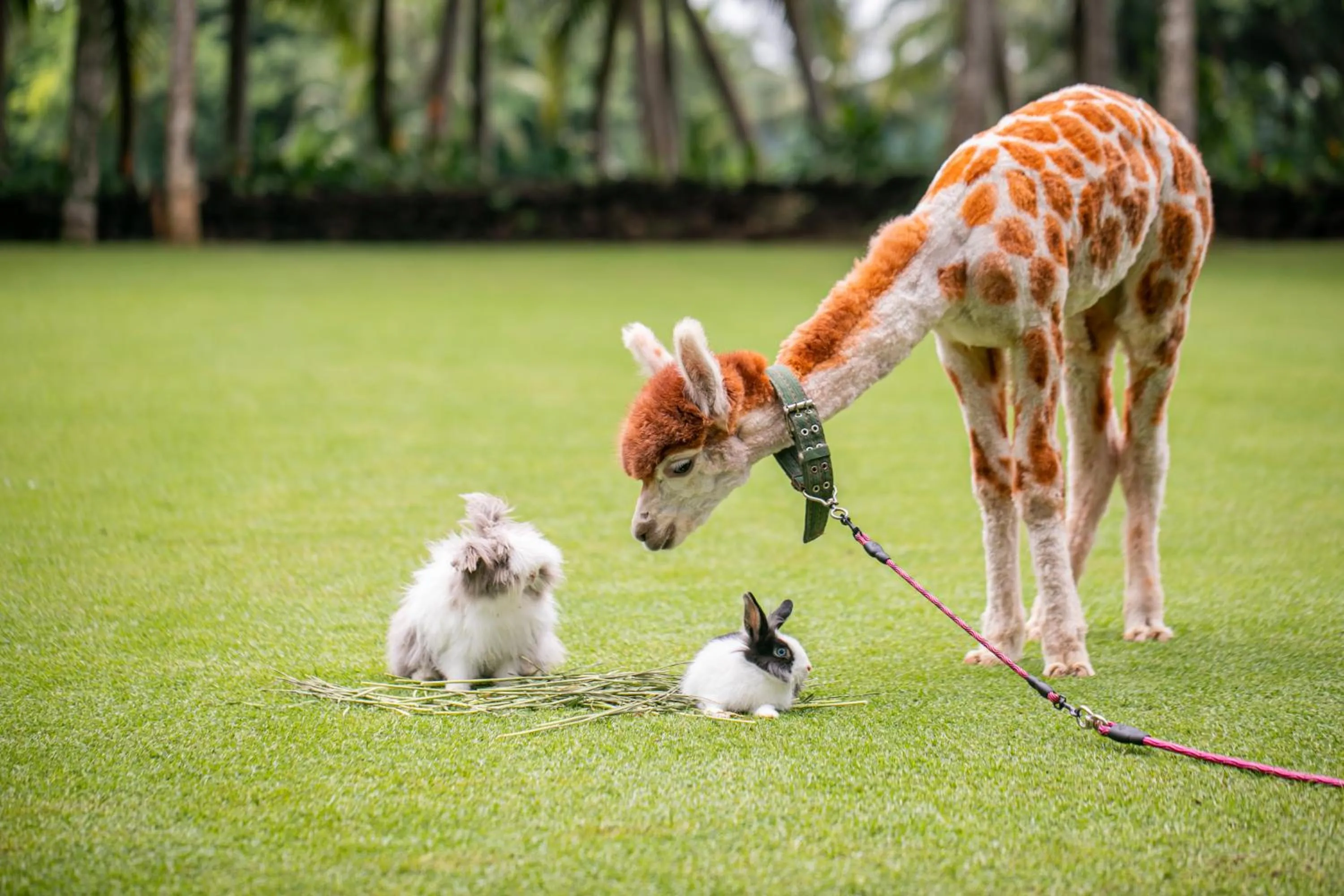 Animals in Mission Hills Resort Haikou
