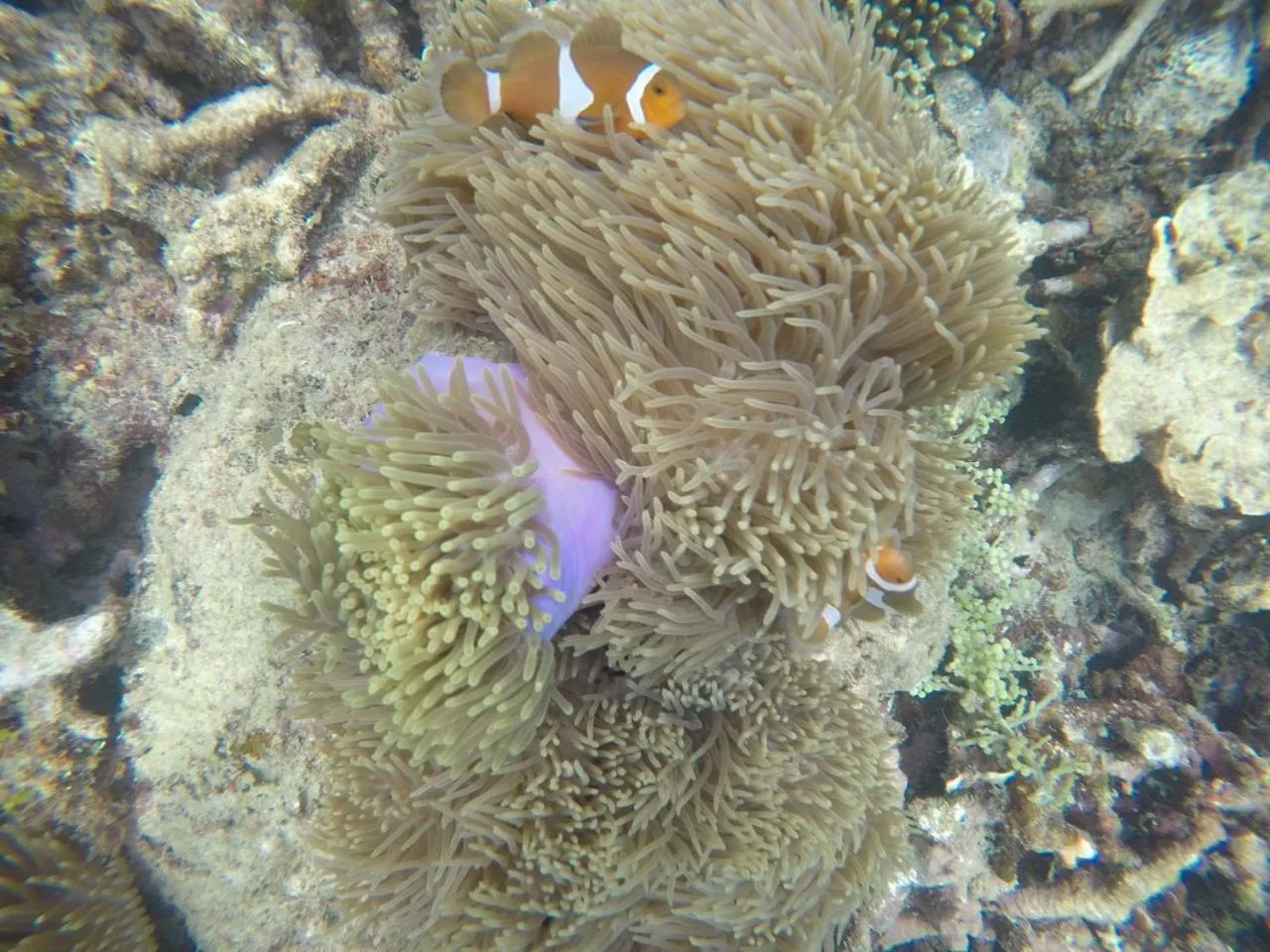 Snorkeling in Ten RooMs