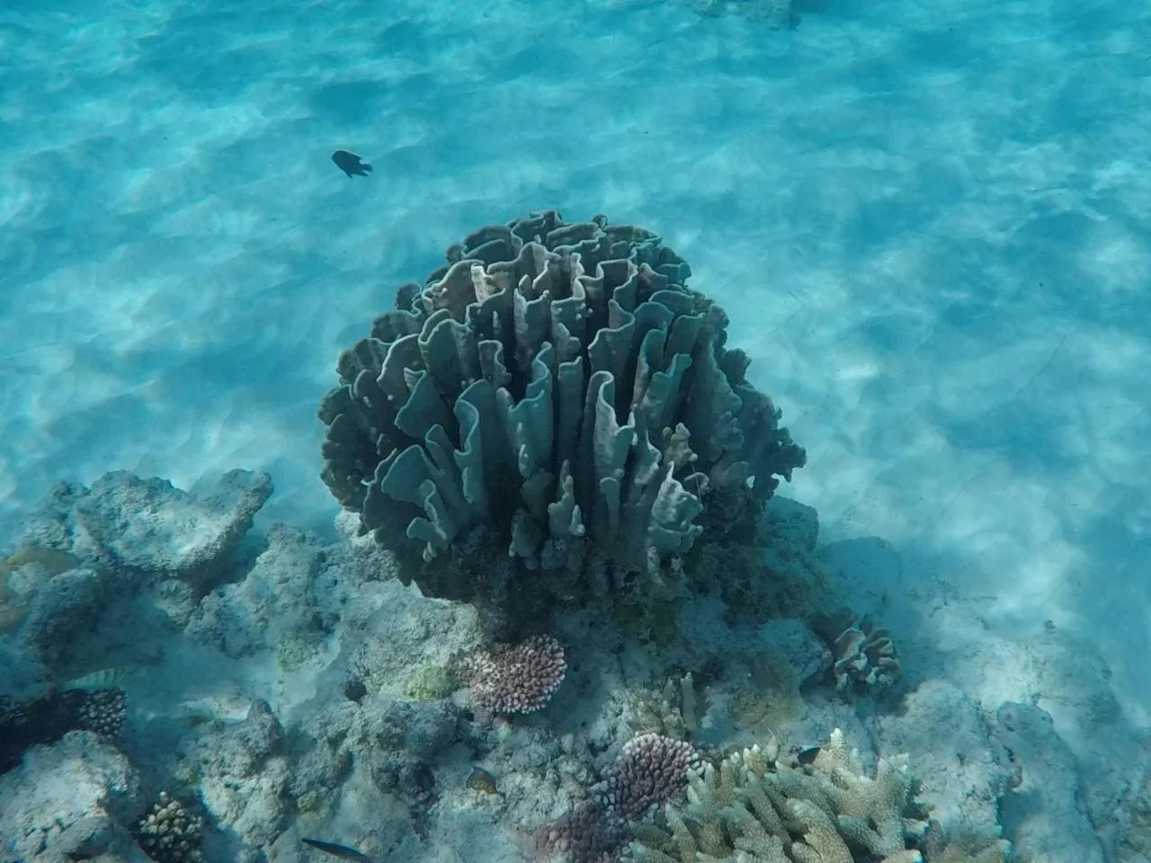 Snorkeling in Ten RooMs