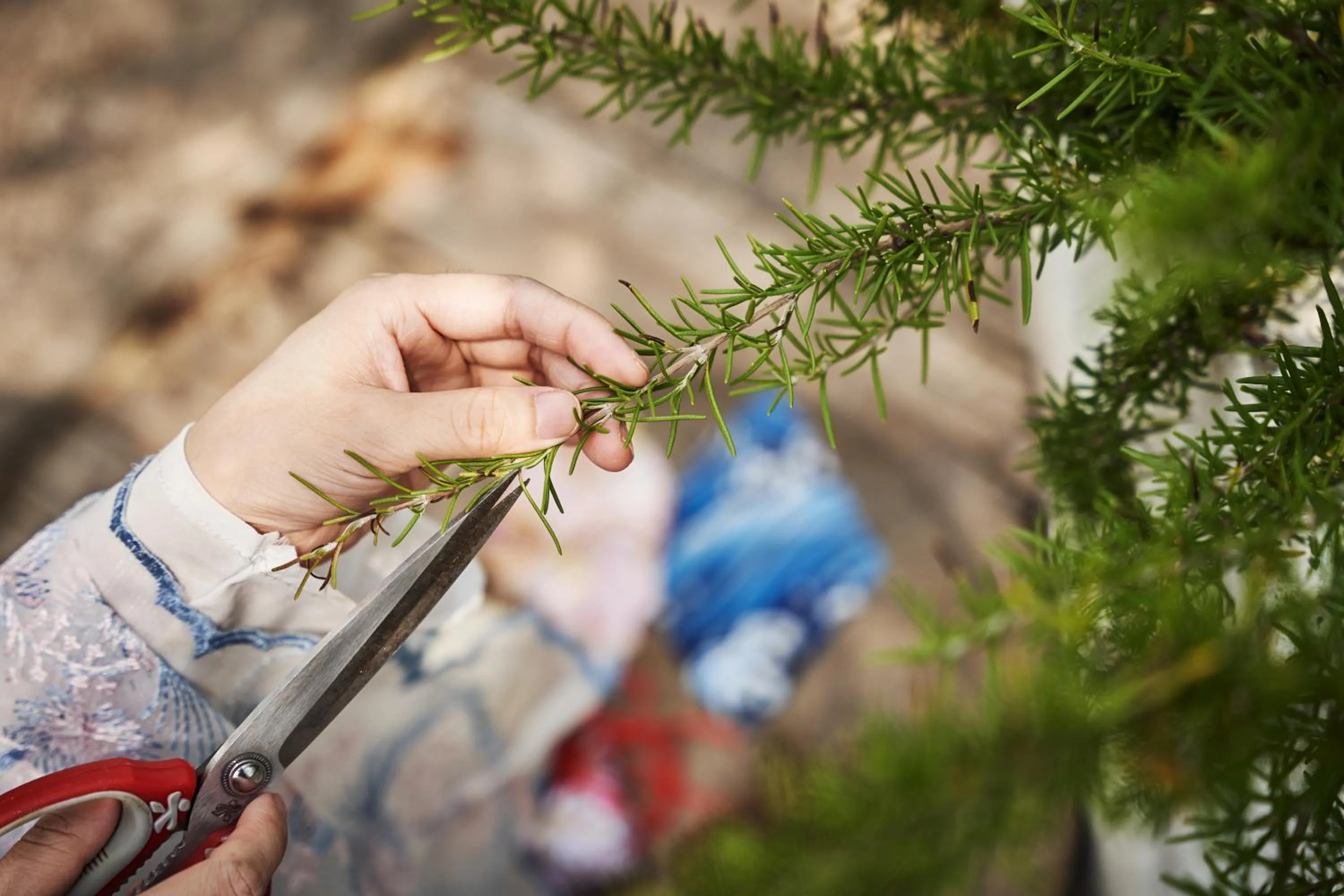 Natural landscape in Manli Hotel Shanghai Pudong Airport Branch -Provide free shuttle buses to Pudong Airport and Disneyland