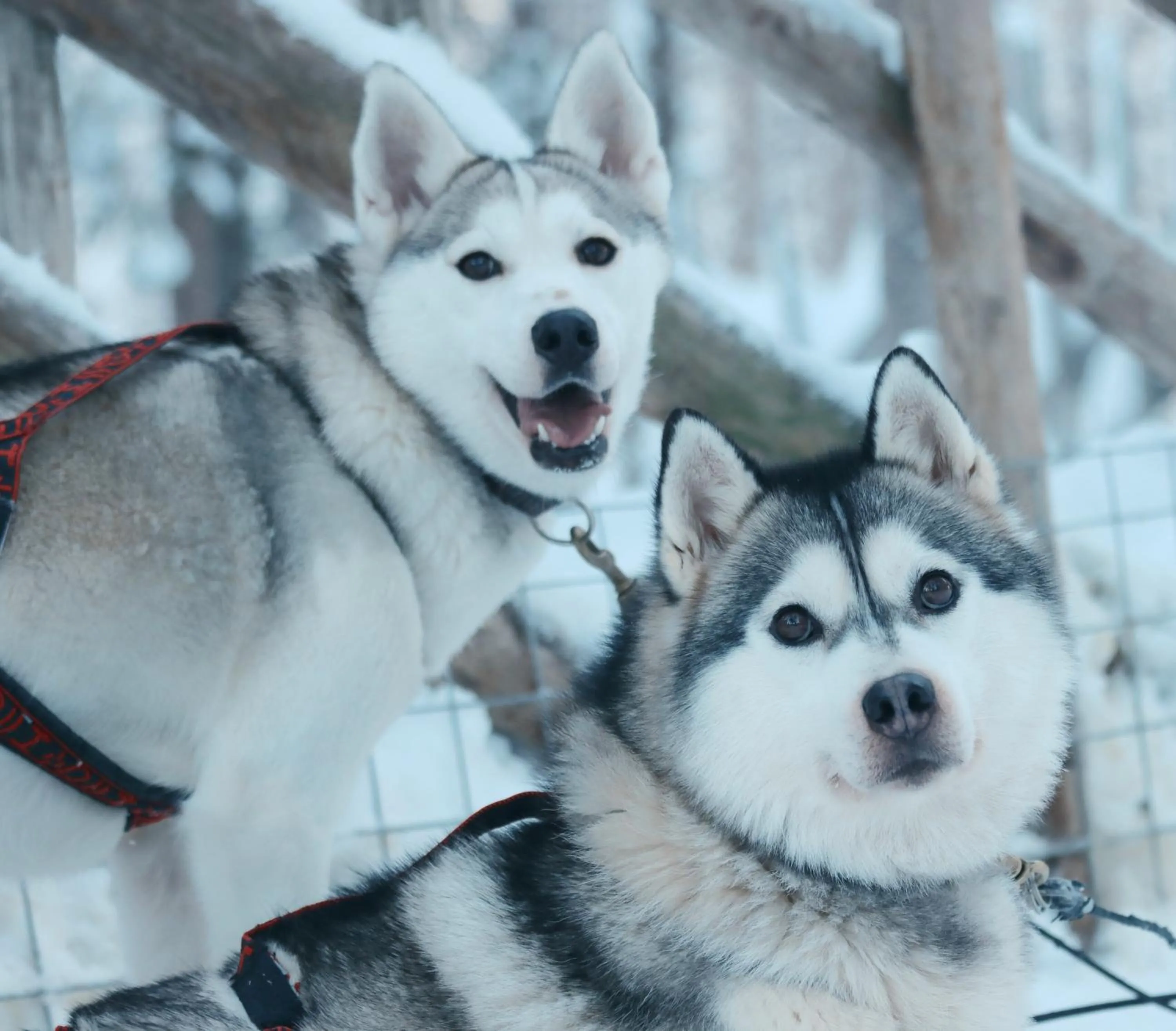 Activities in Hotel Metsähirvas