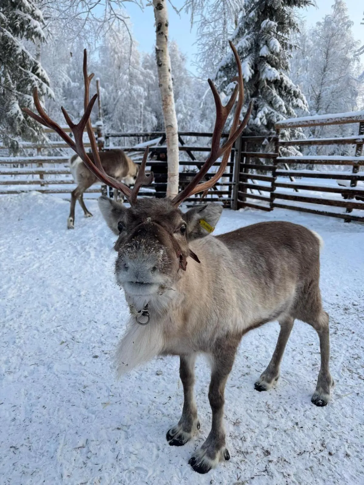 Natural landscape in Hotel Metsähirvas