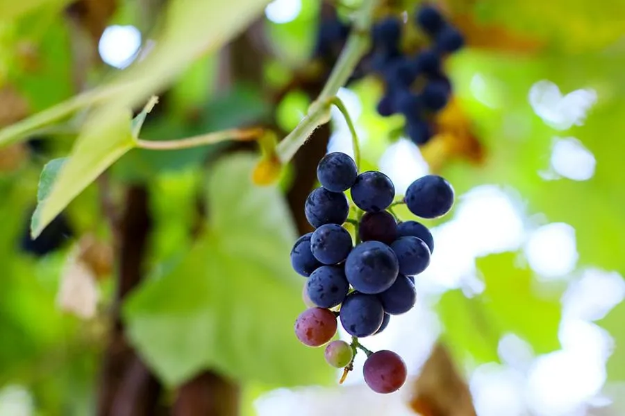 Garden in Colle dell'Ara