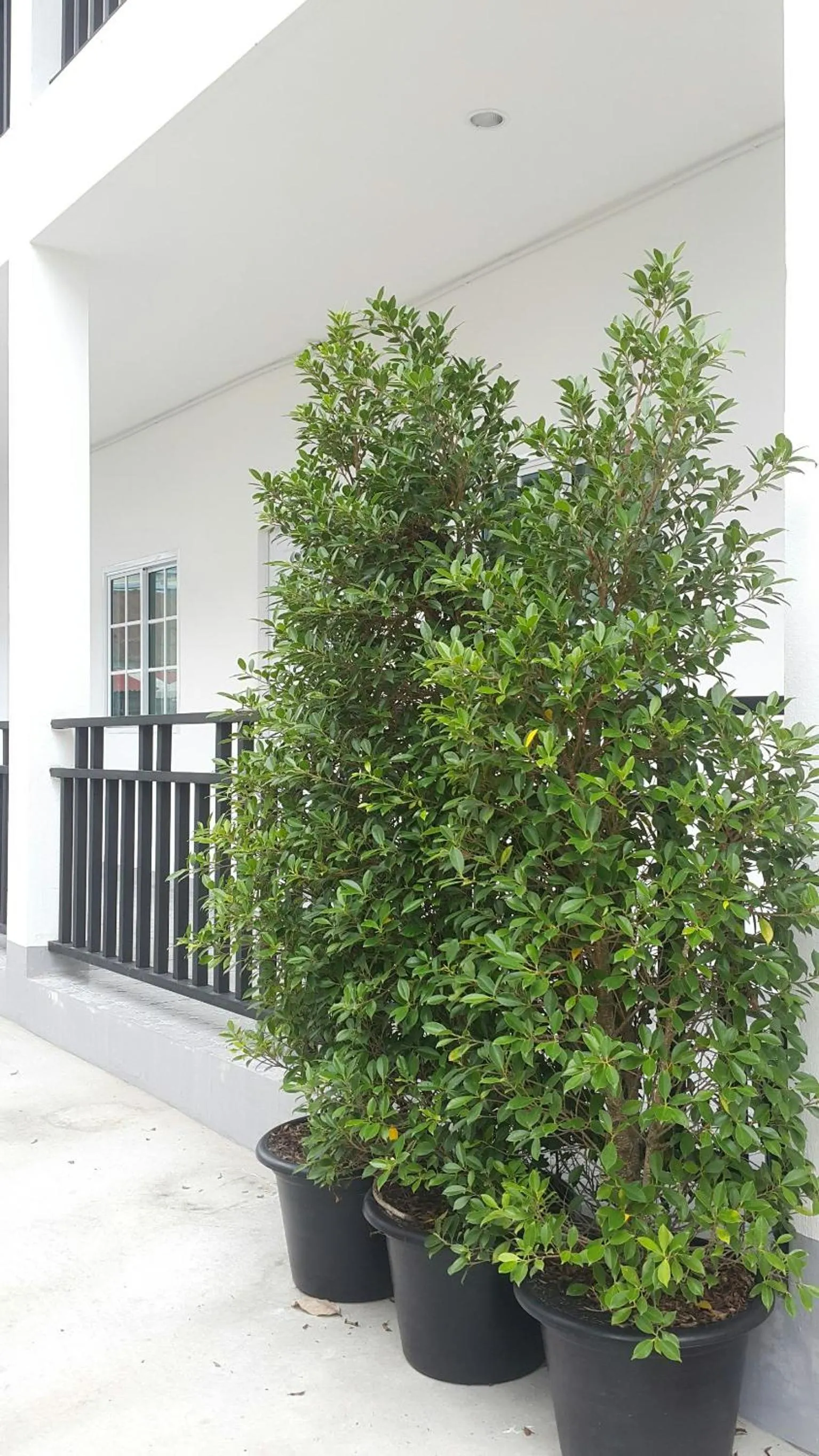 Property building in Patchy & PPraw Family