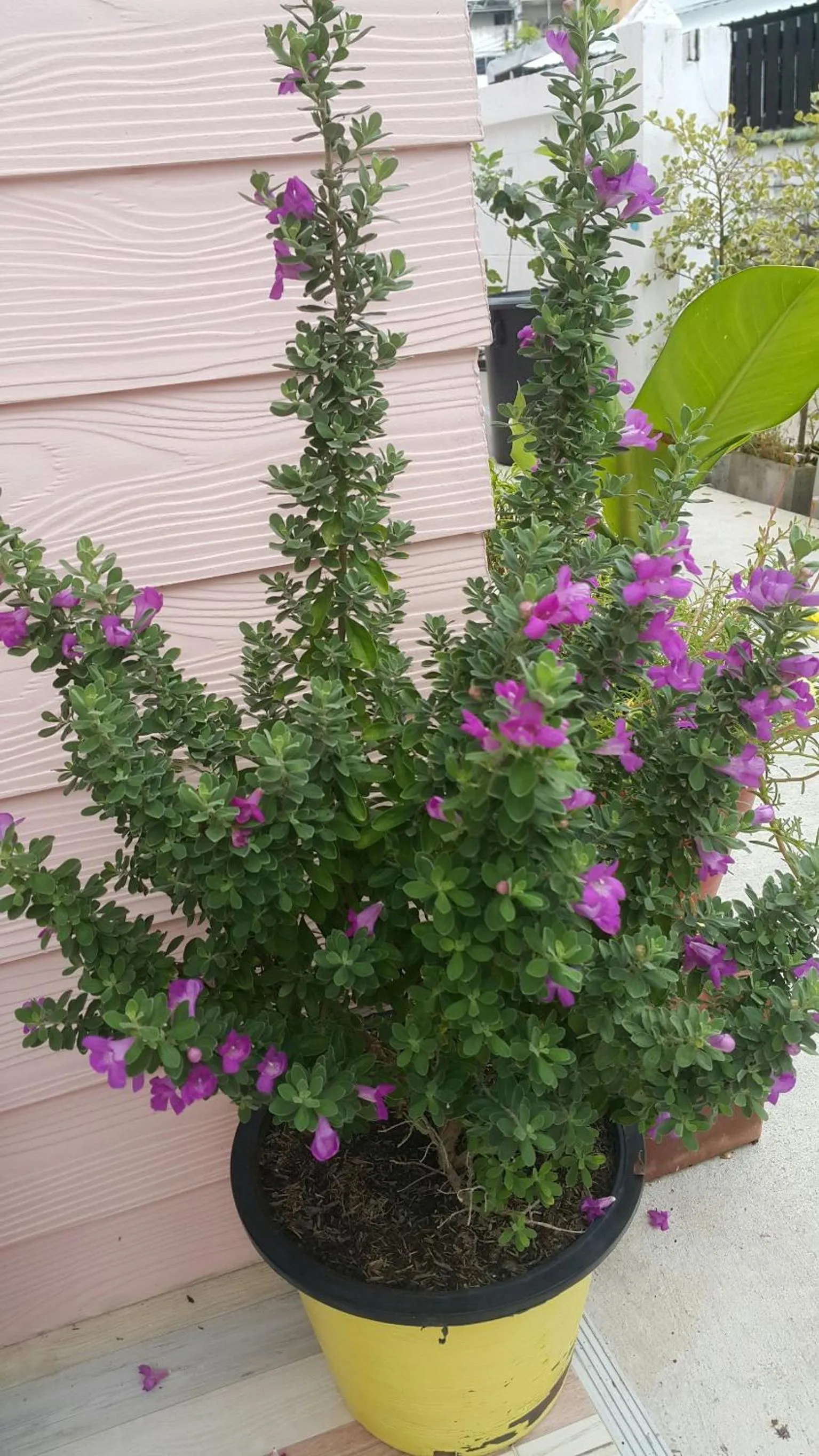 Patchy & PPraw Family