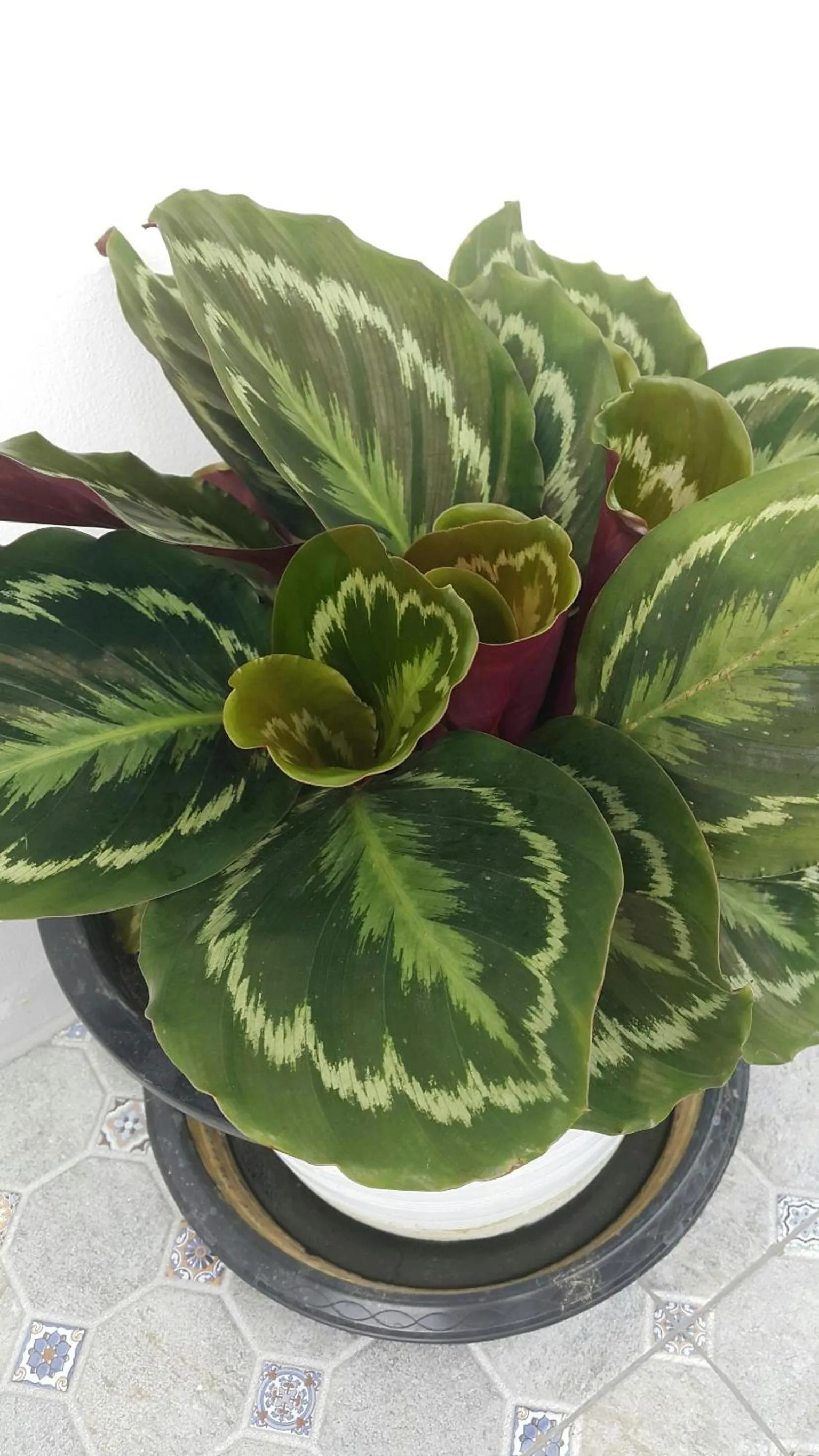 Patchy & PPraw Family