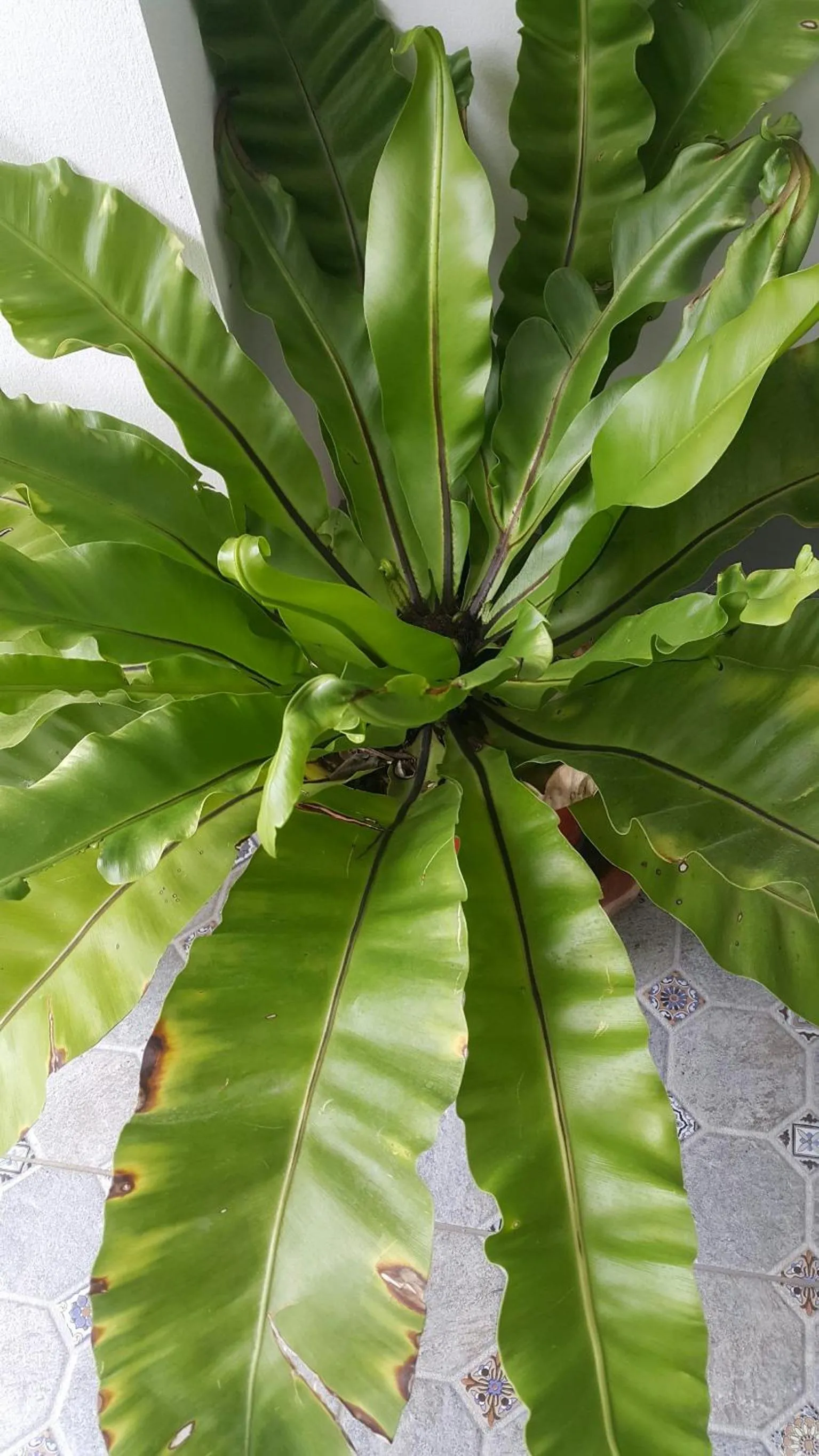 Patchy & PPraw Family