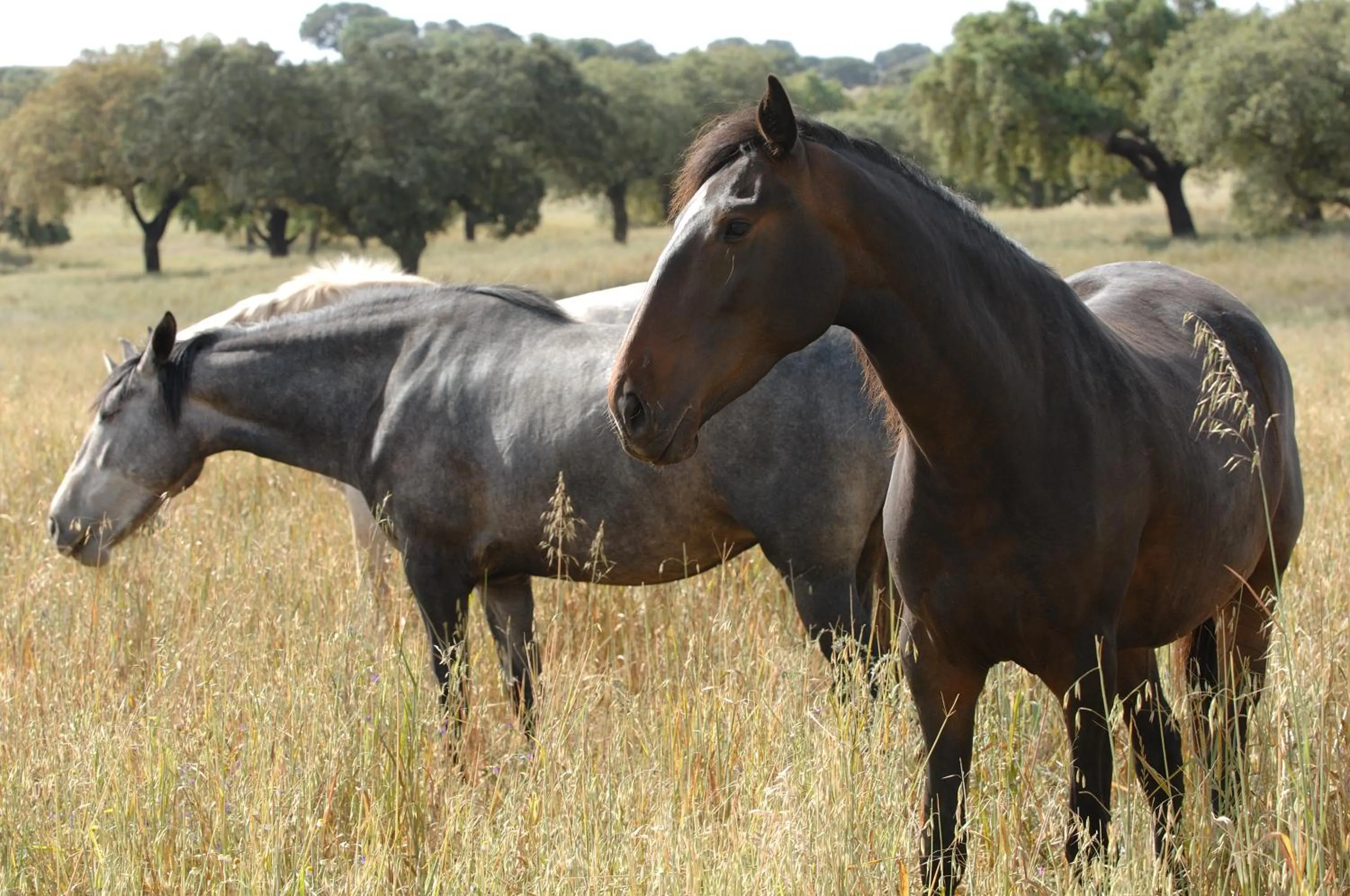 Horse-riding in Vila Gale Alentejo Vineyard - Clube de Campo