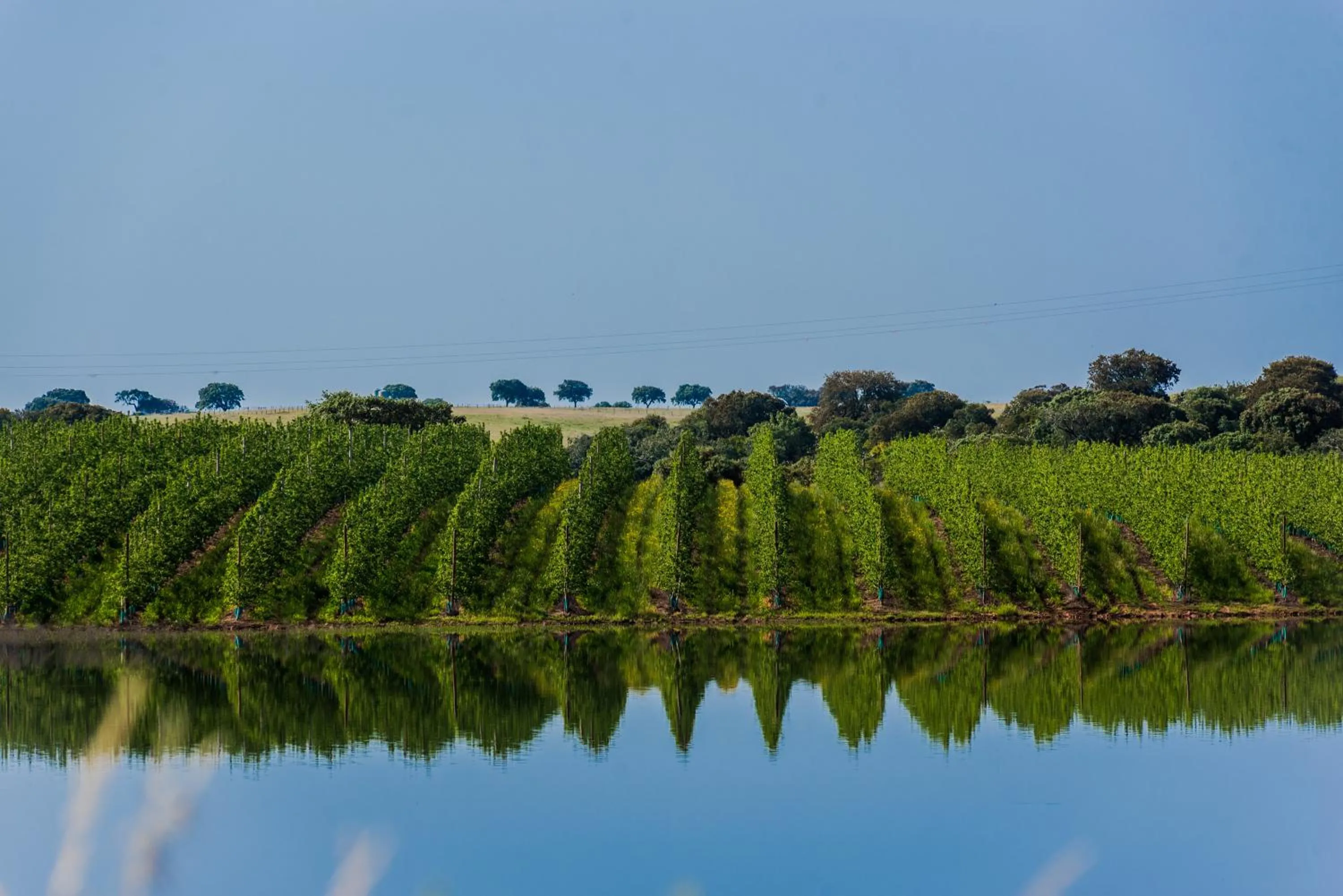 Lake view in Vila Gale Alentejo Vineyard - Clube de Campo